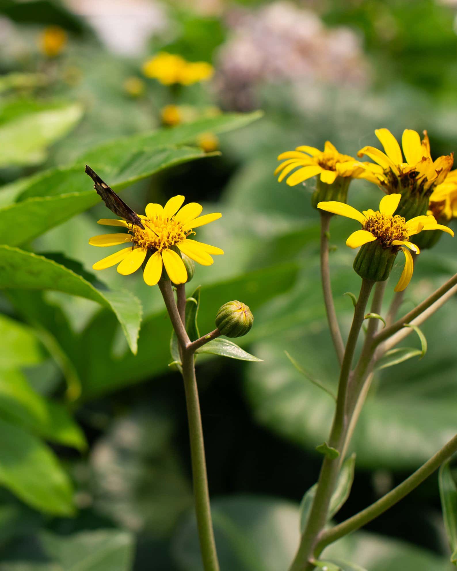 Giant Leopard Plant - Image 6
