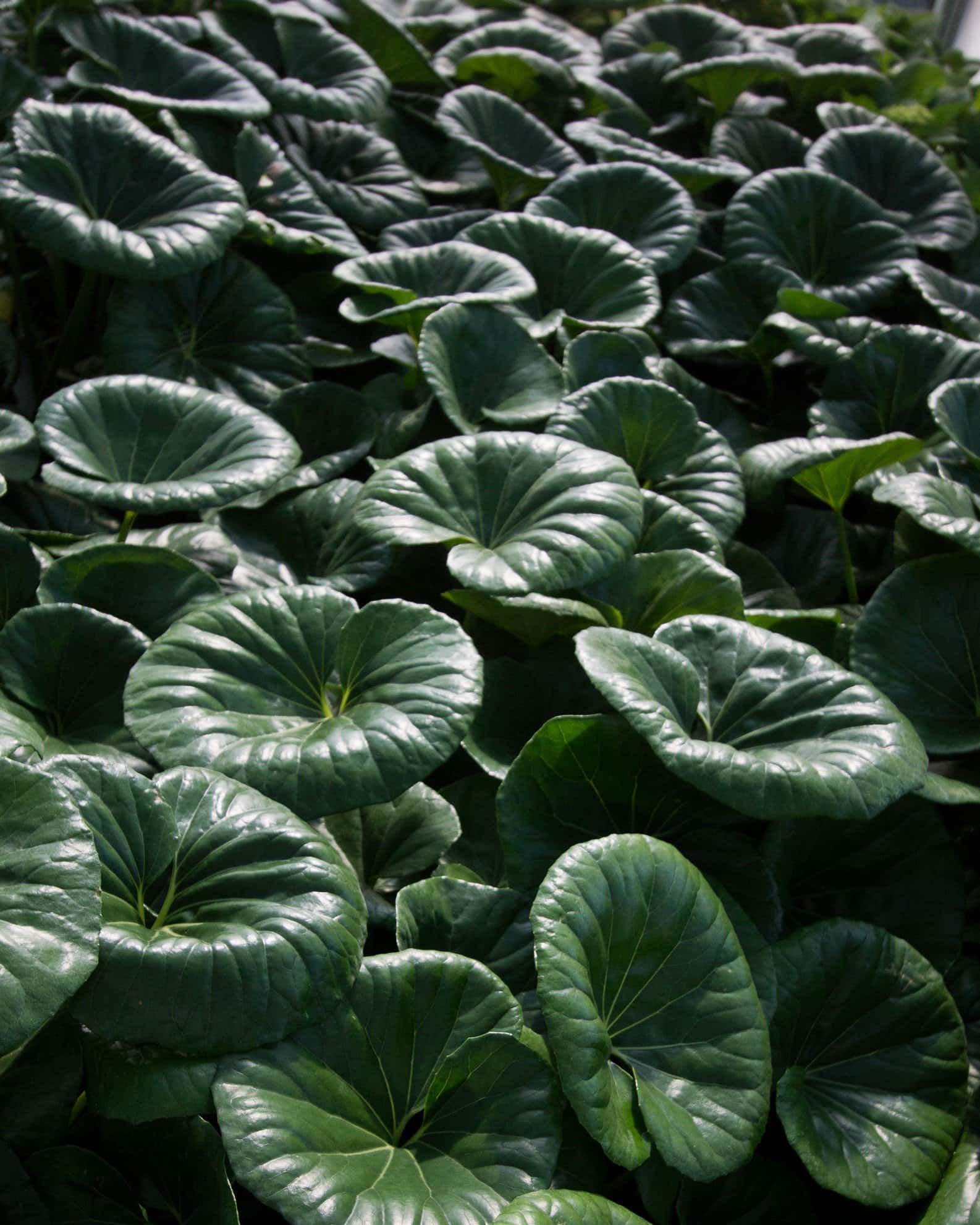 Giant Leopard Plant - Image 7