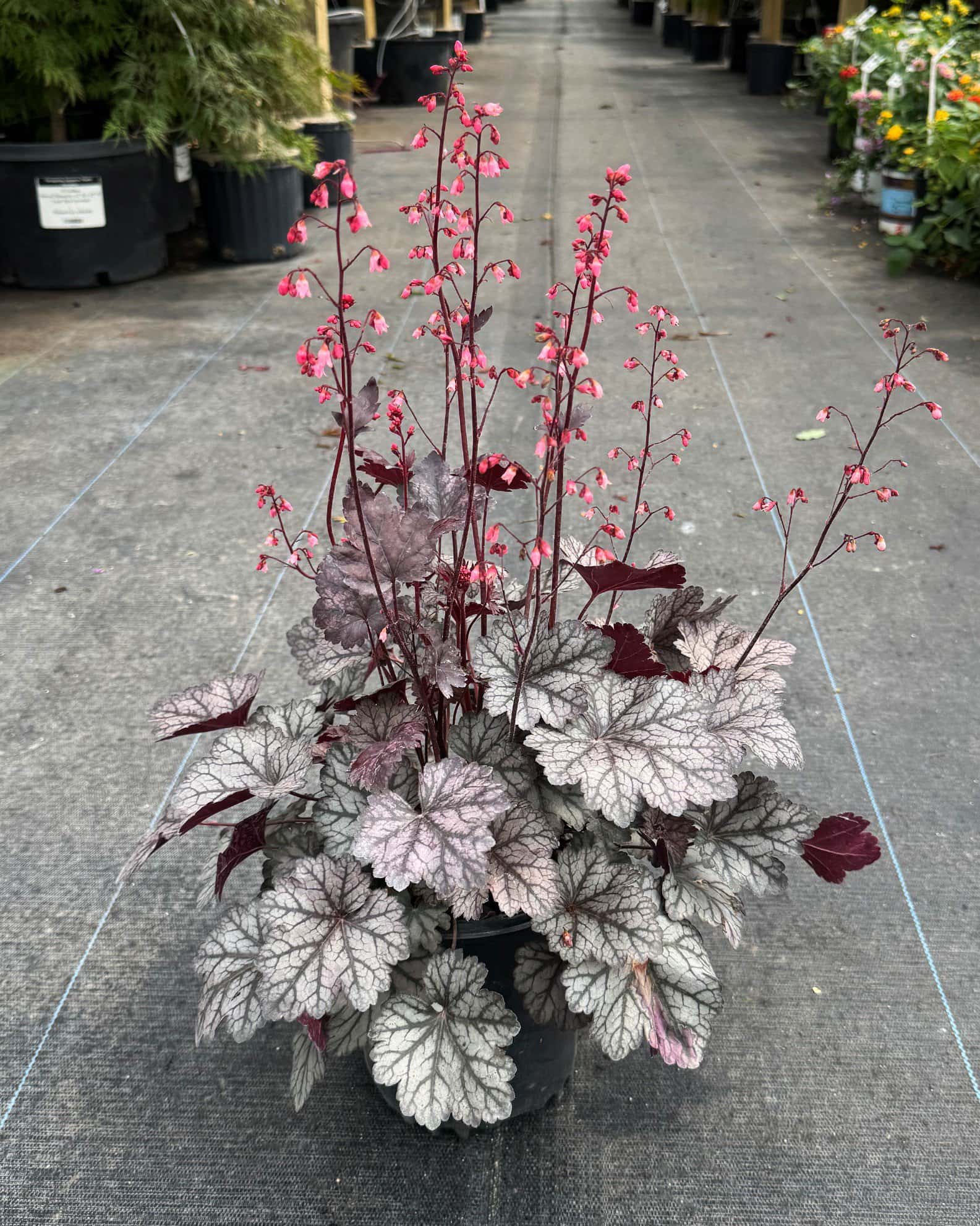 Glitter Heuchera - Image 1