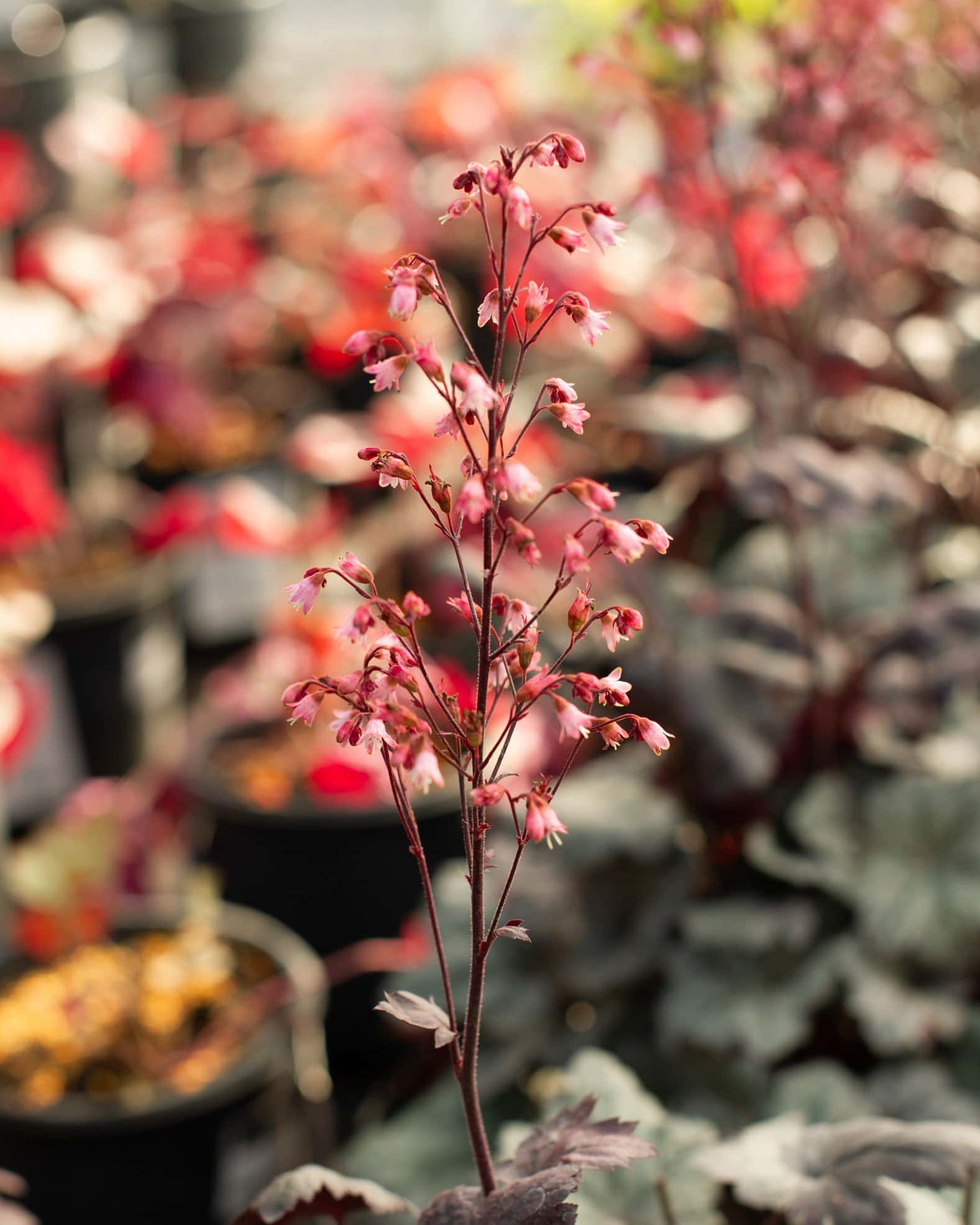 Glitter Heuchera - Image 2