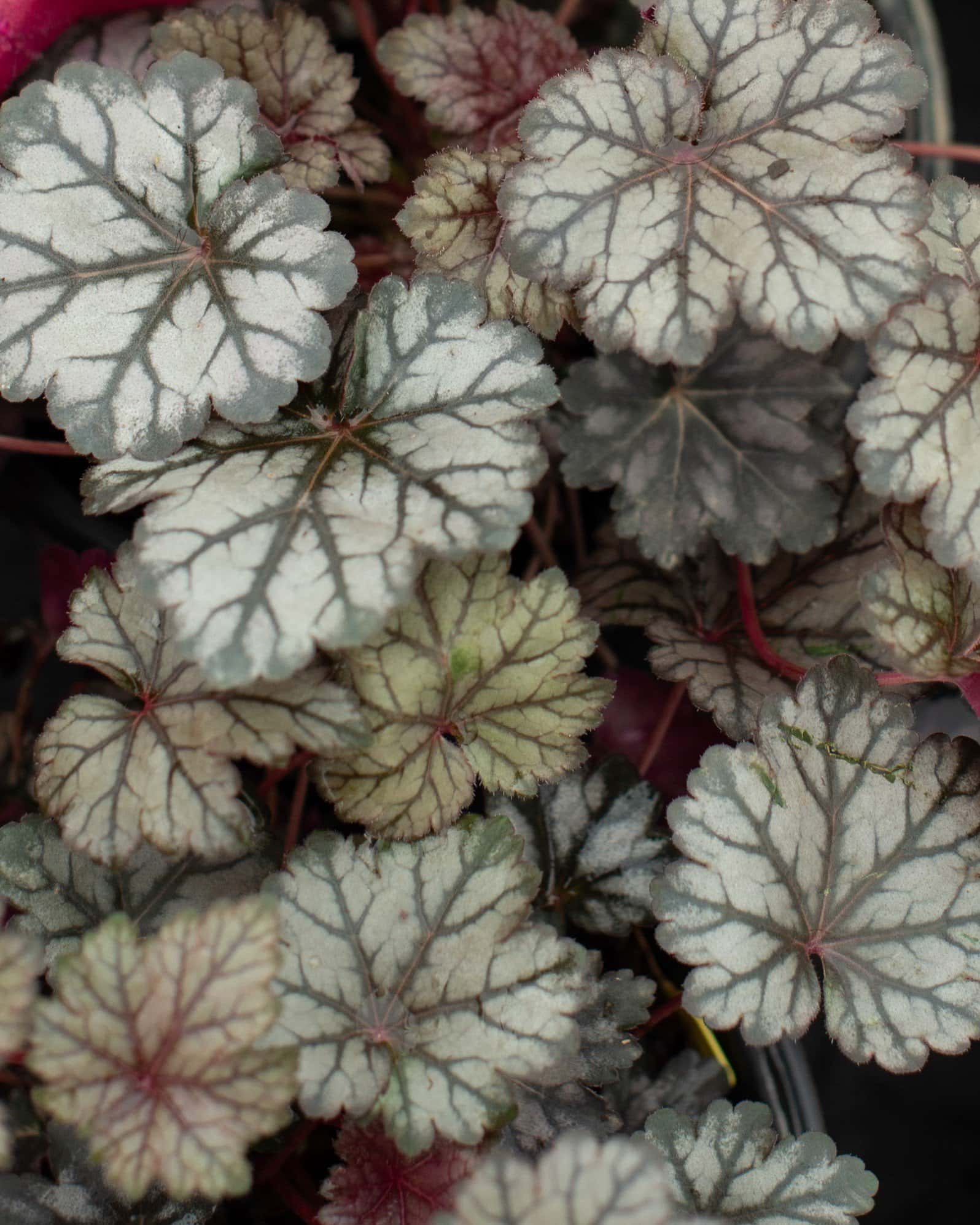 Glitter Heuchera - Image 4