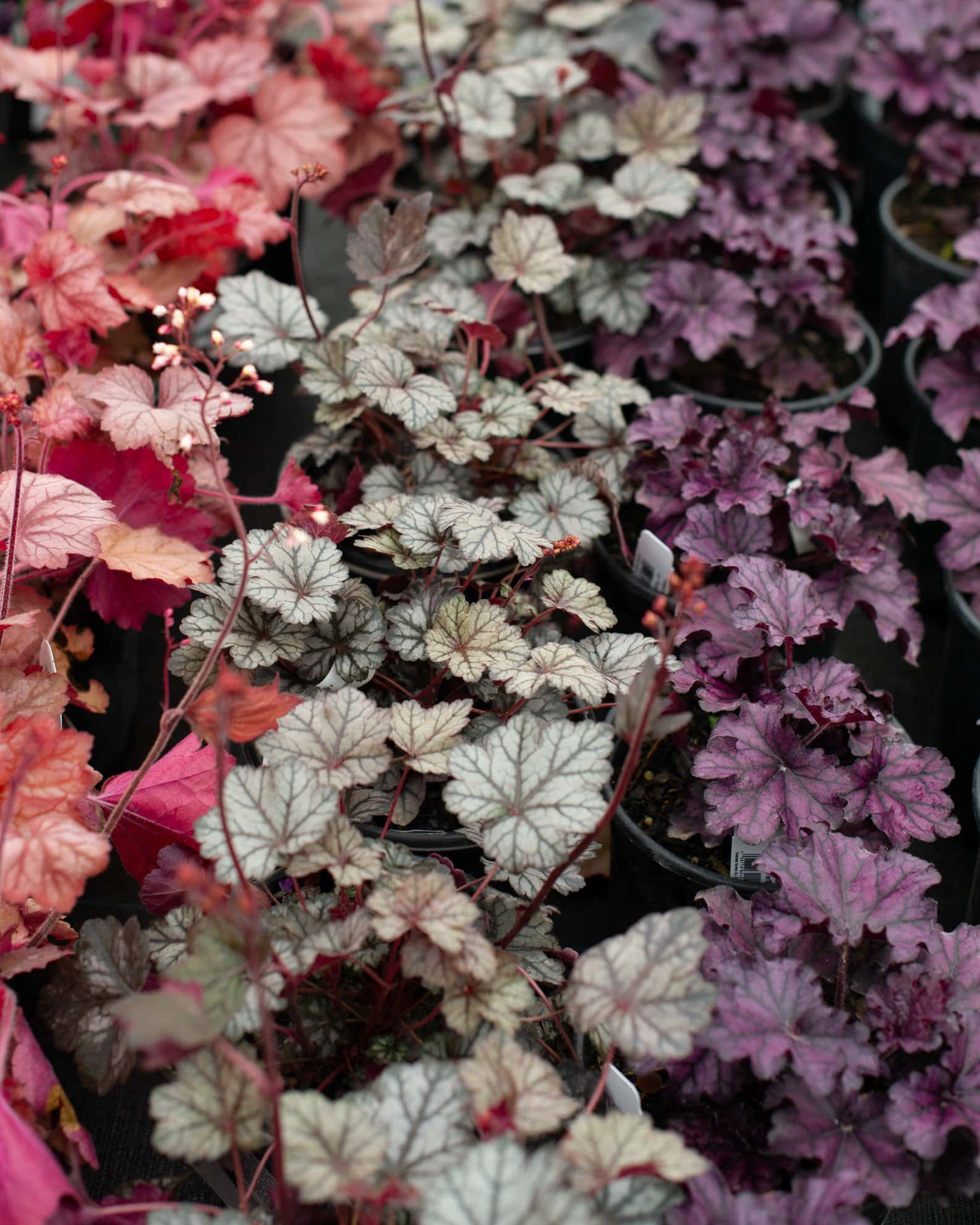 Glitter Heuchera - Image 5