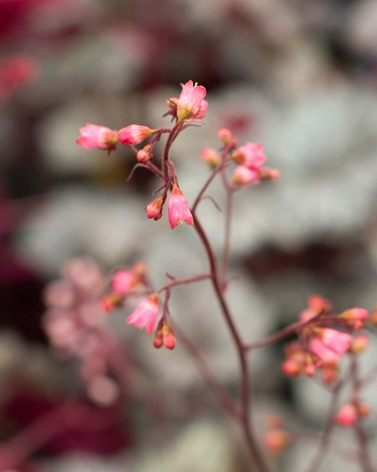Glitter Heuchera - Image 6