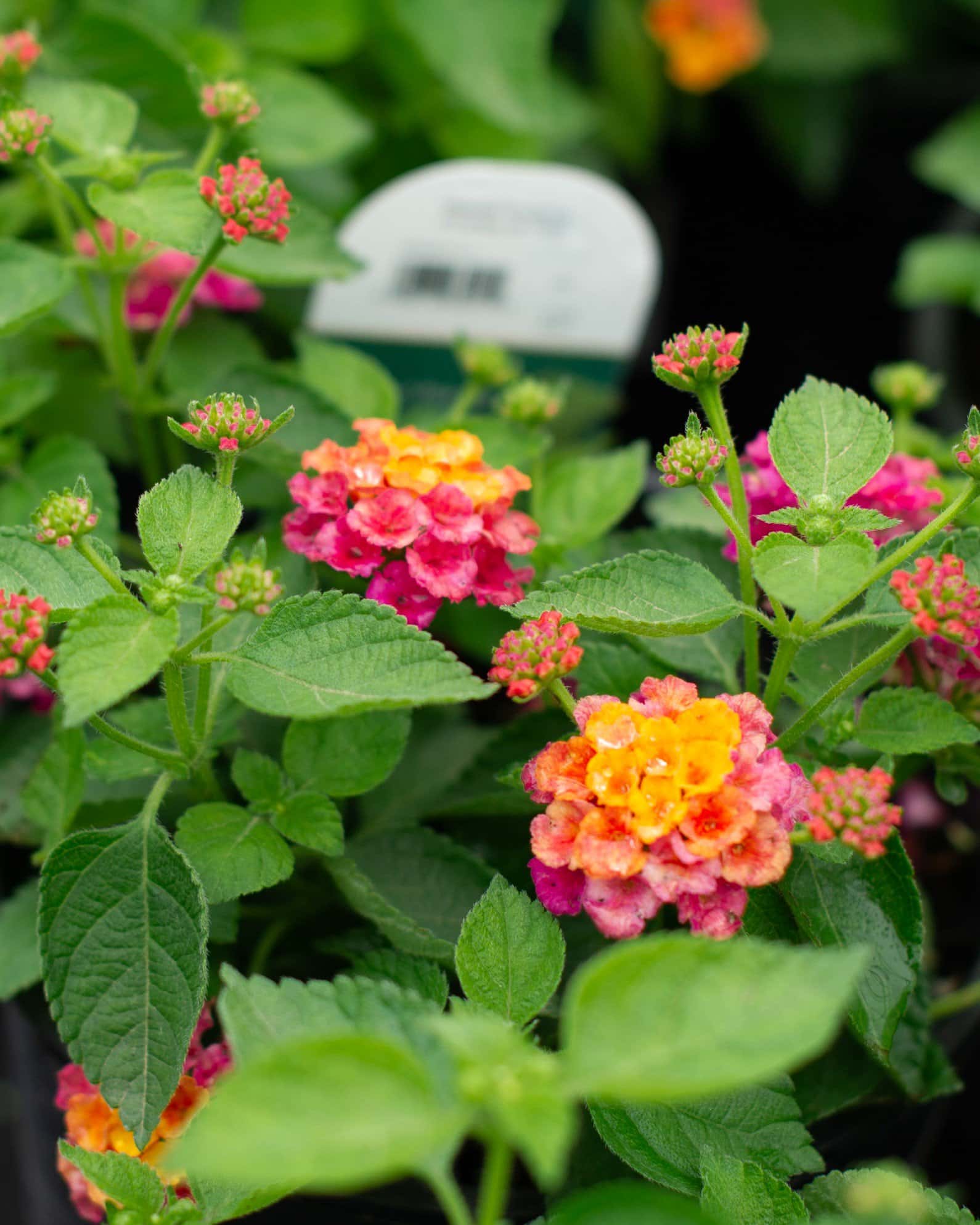 Havana Pink Sky Lantana - Image 1