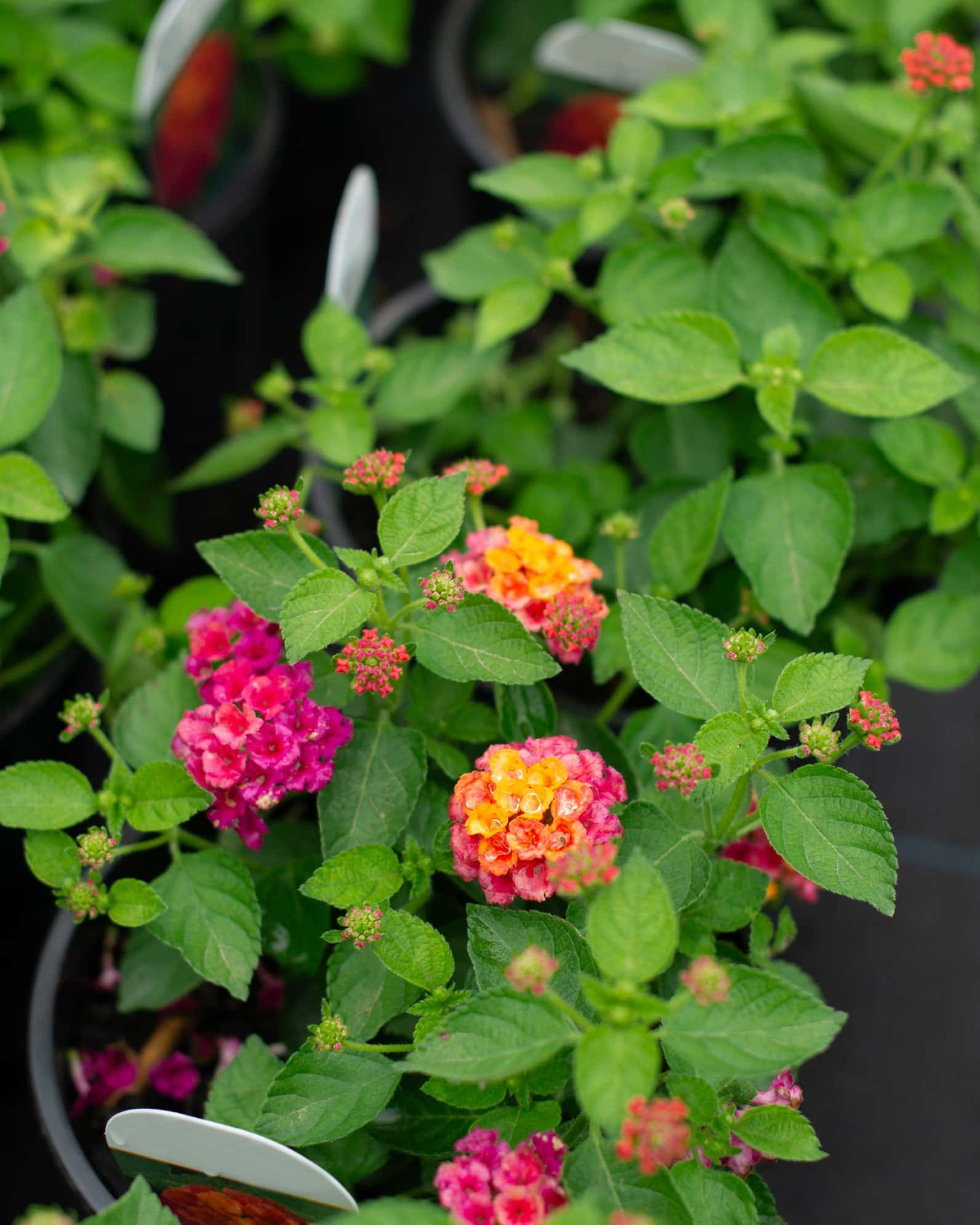 Havana Pink Sky Lantana - Image 2