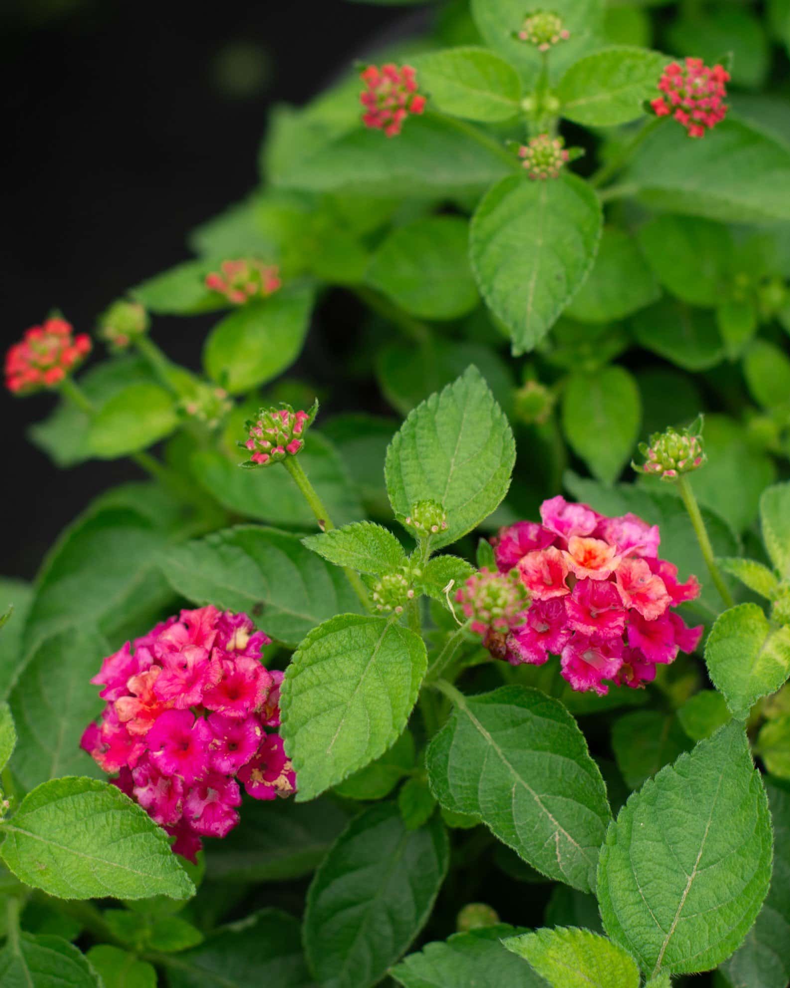 Havana Pink Sky Lantana - Image 3