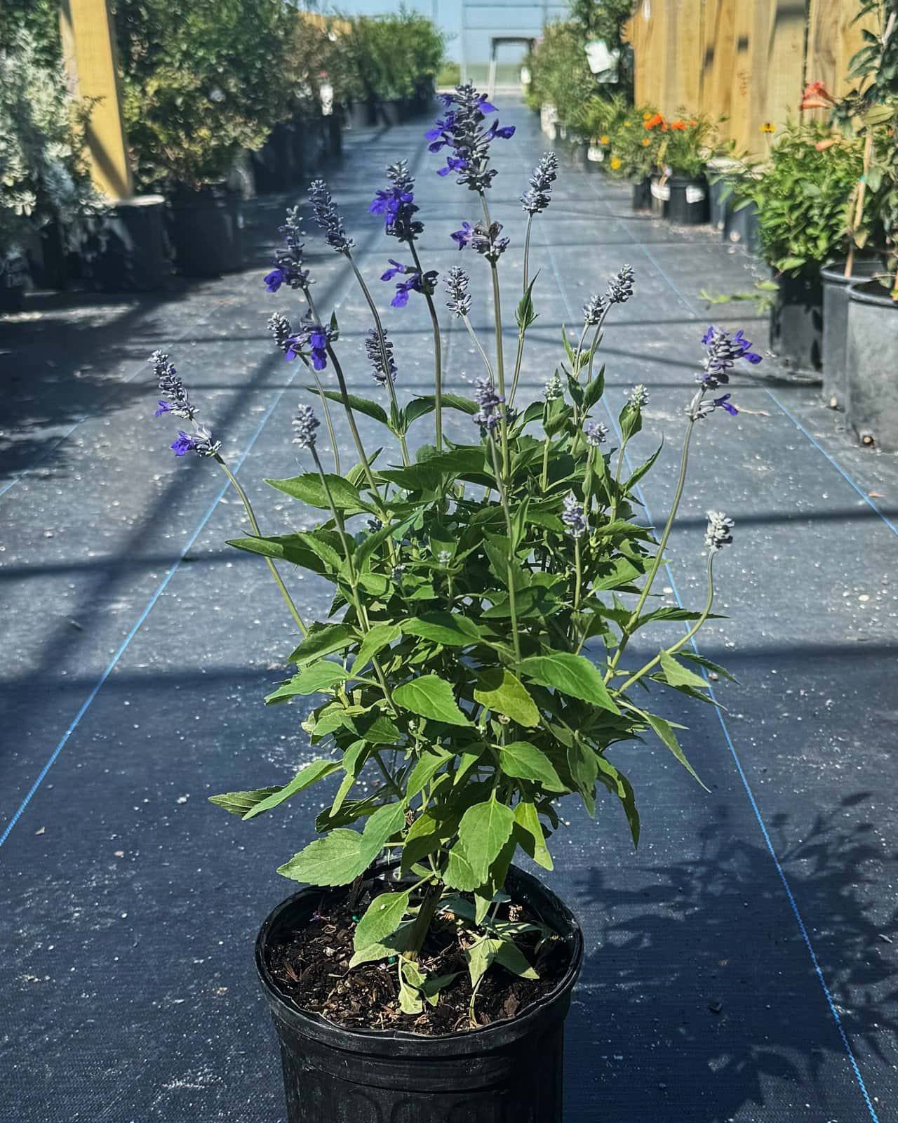Henry Duelberg Salvia - Main Image