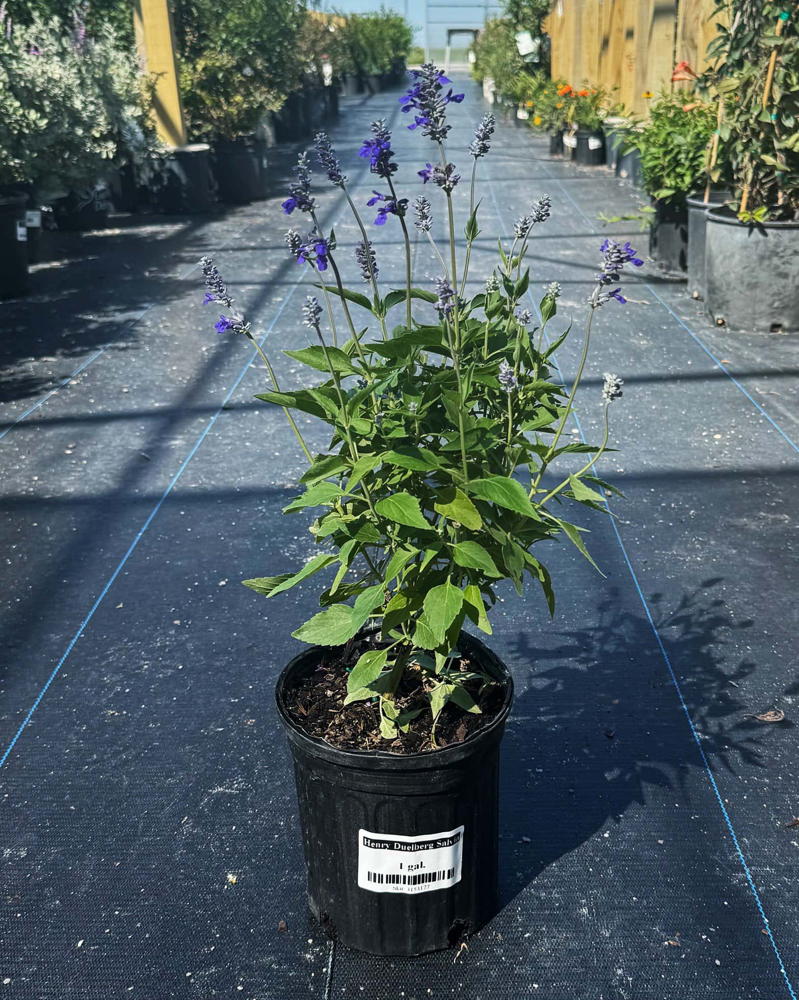Henry Duelberg Salvia - Image 1