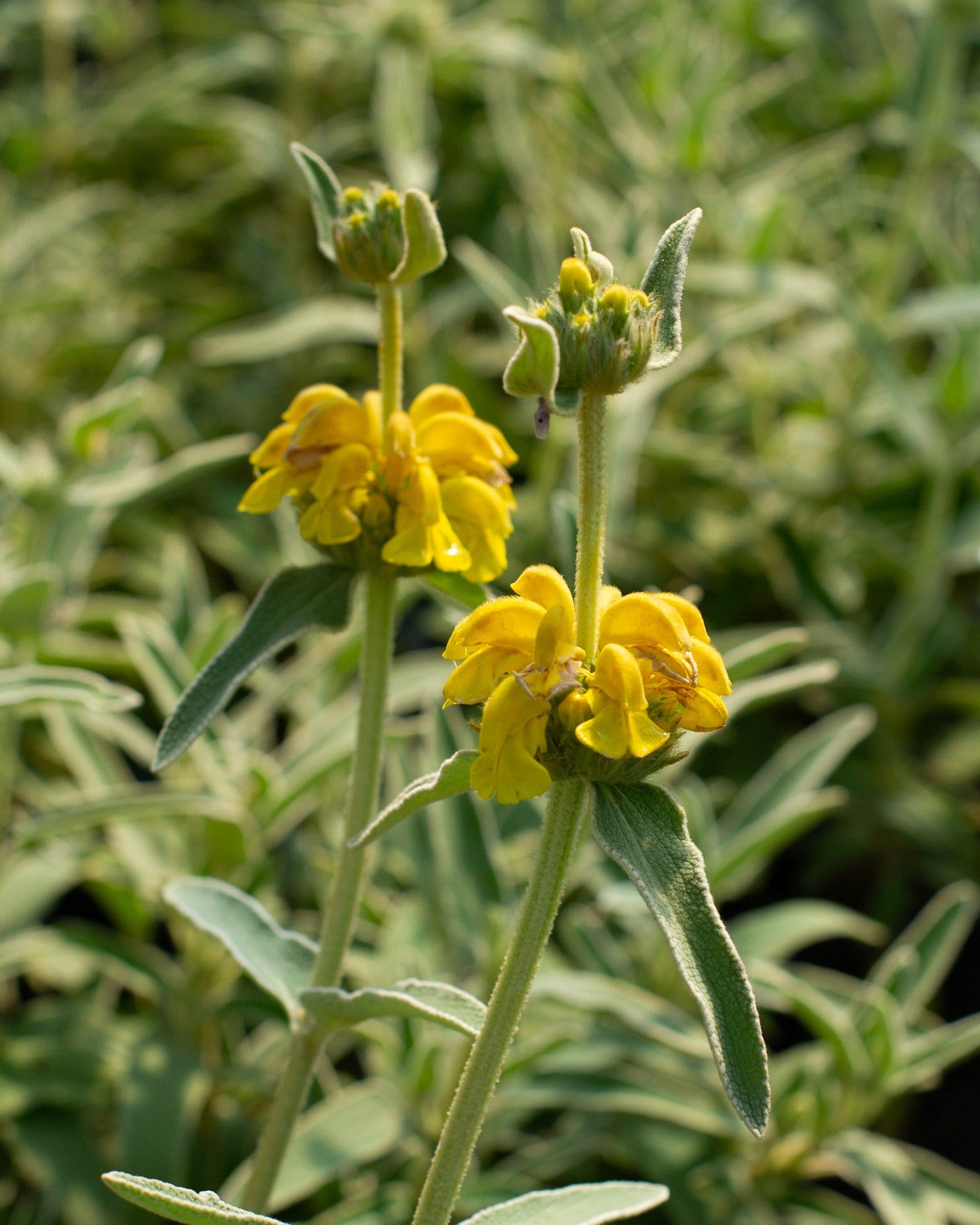 Jerusalem Sage