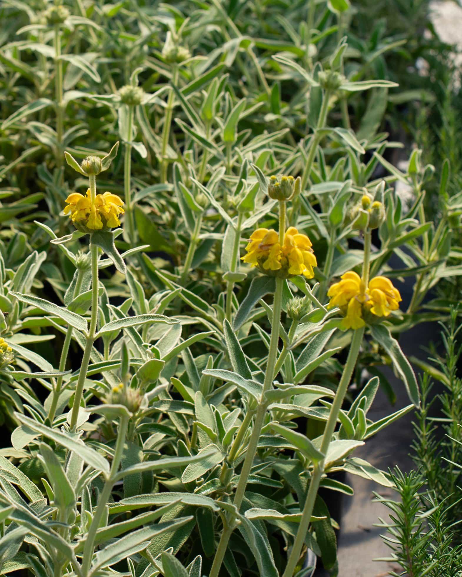 Jerusalem Sage - view 2