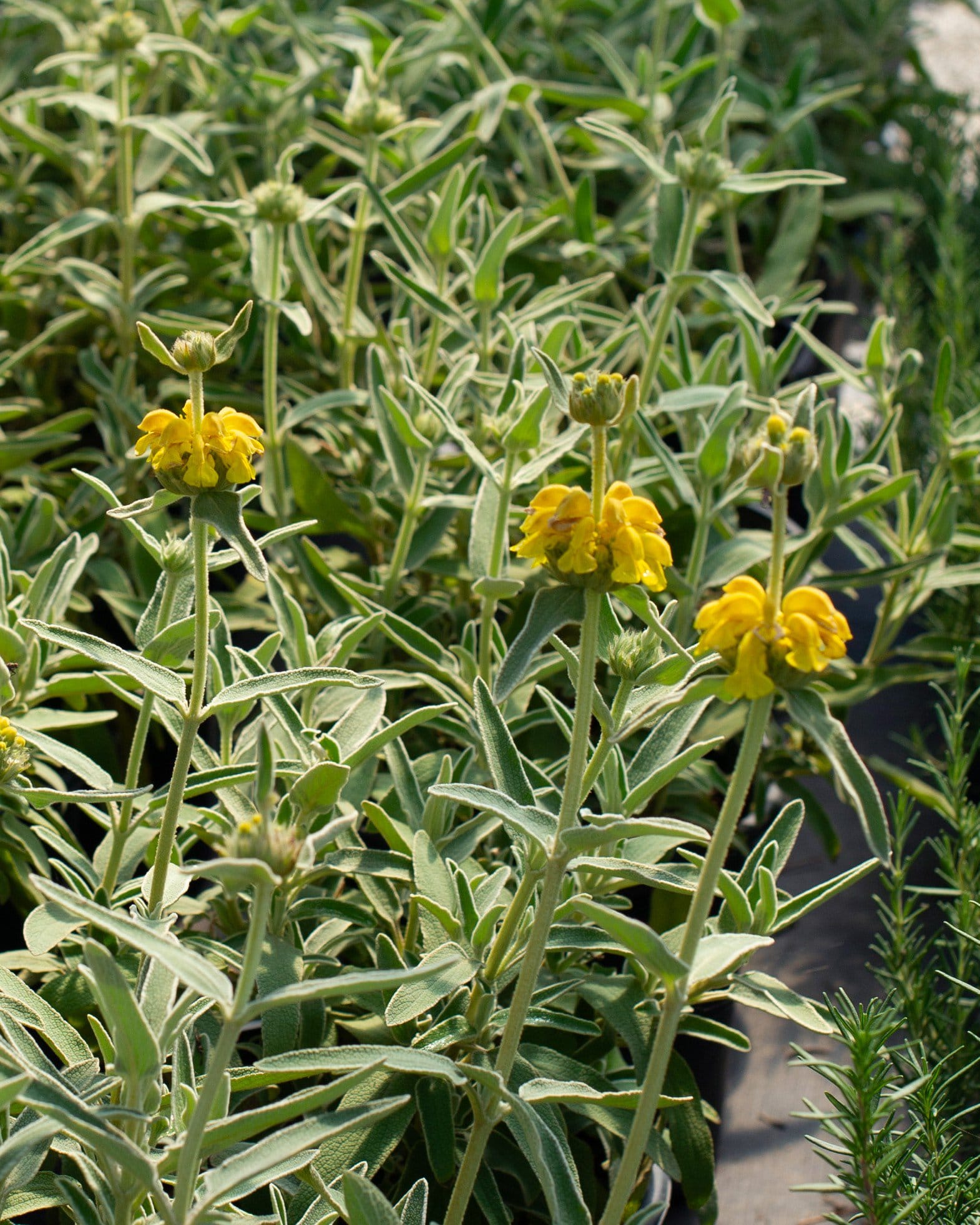 Jerusalem Sage - view 2