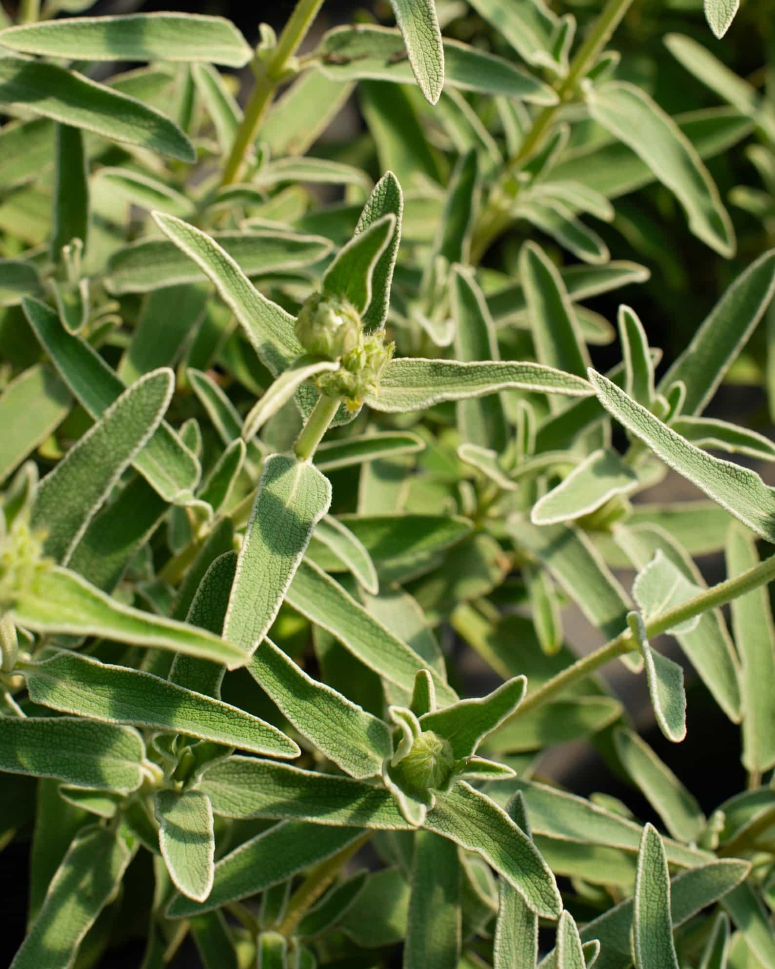 Jerusalem Sage - view 3