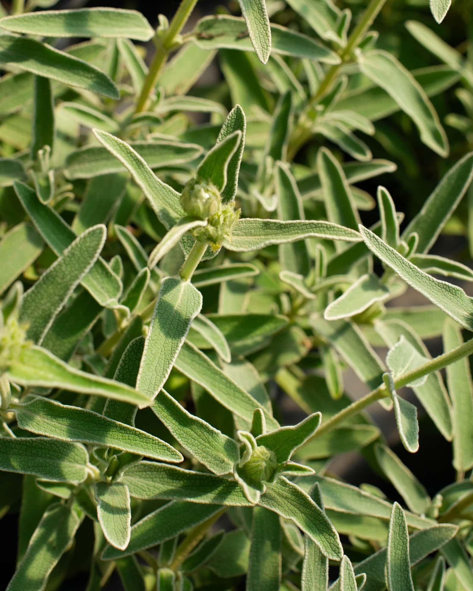 Jerusalem Sage - Image 2