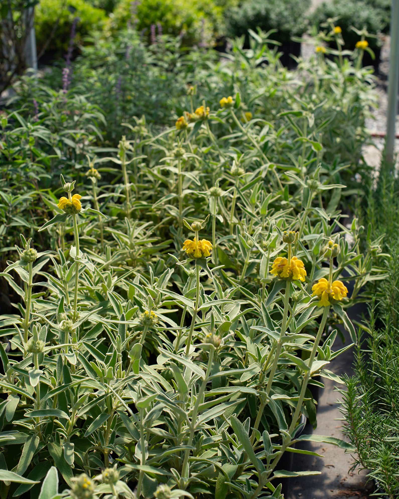 Jerusalem Sage - view 4