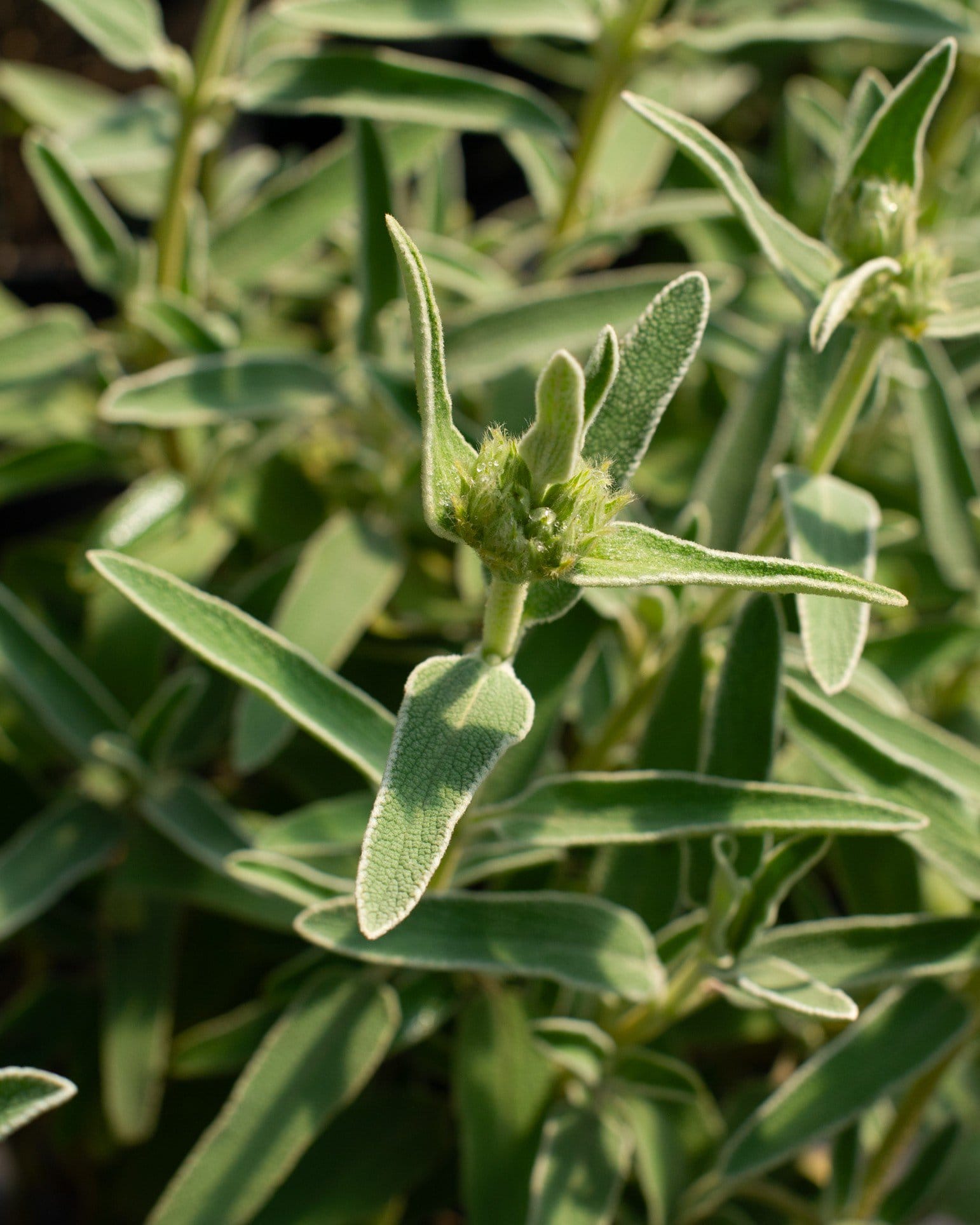 Jerusalem Sage - view 5