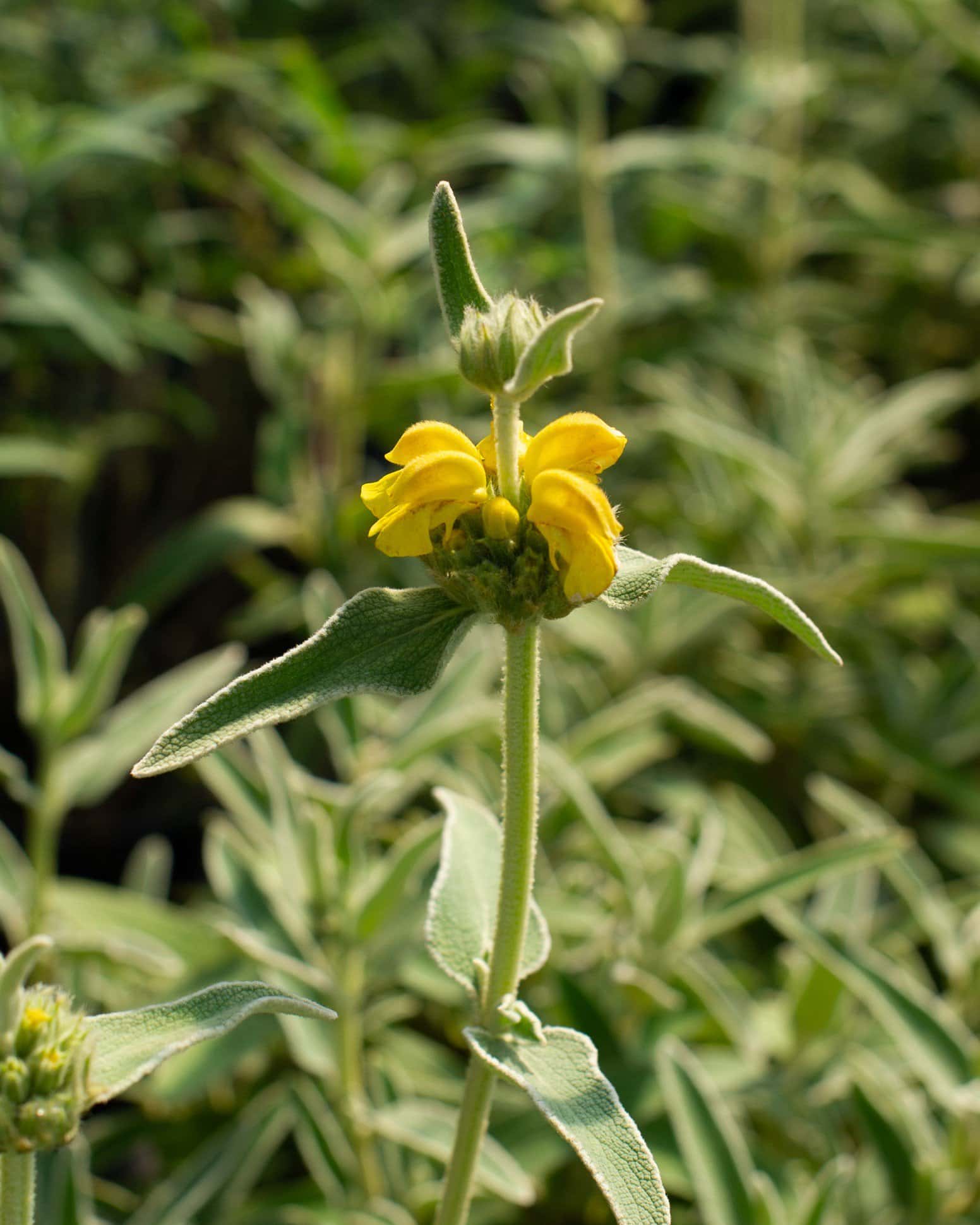 Jerusalem Sage - Image 5
