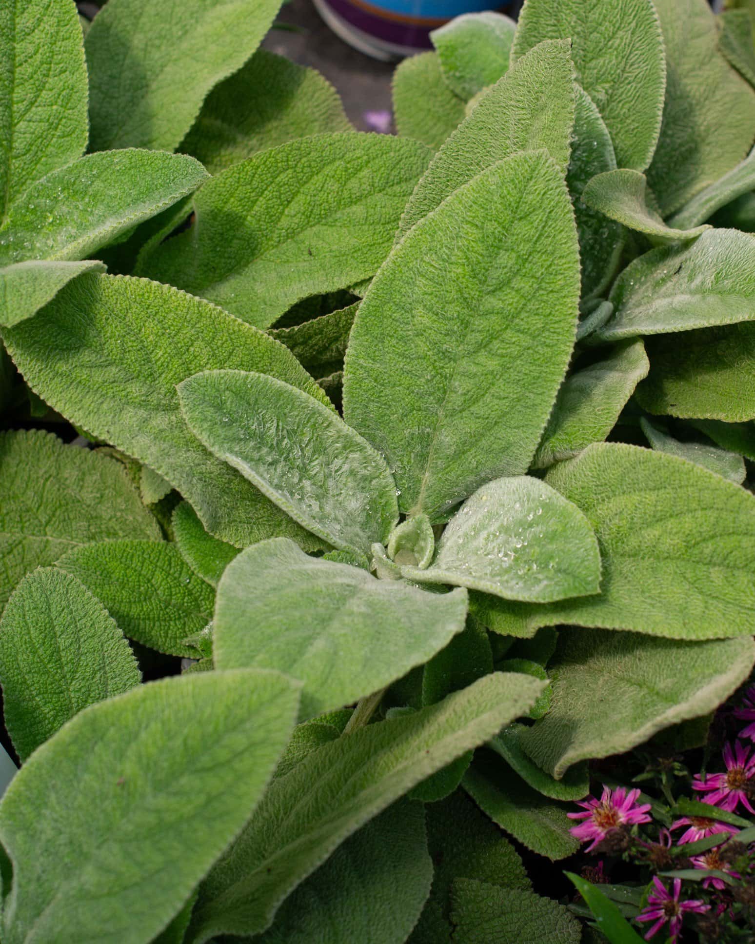 Lamb's Ear - Main Image