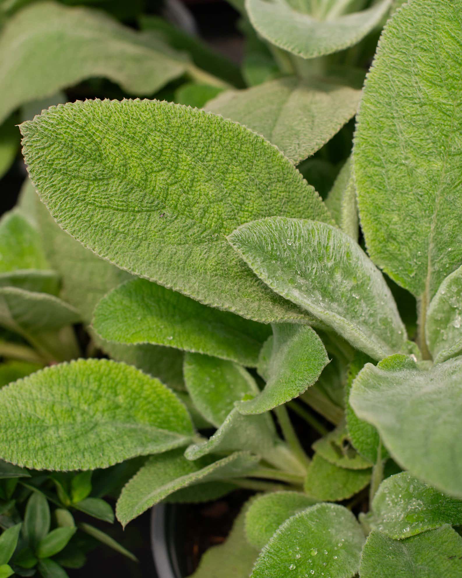 Lamb's Ear - Image 1