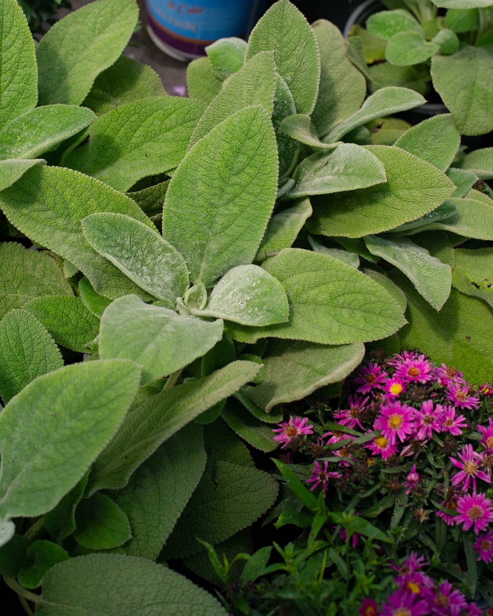 Lamb's Ear - Image 2