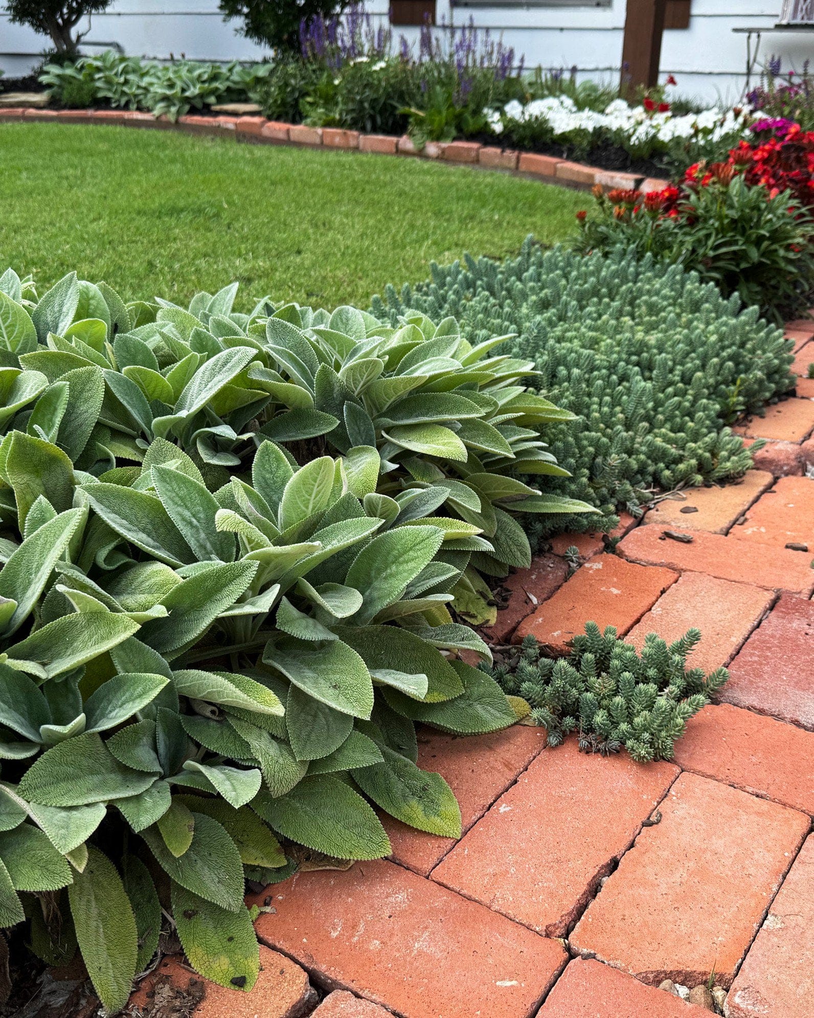 Lamb's Ear - view 2