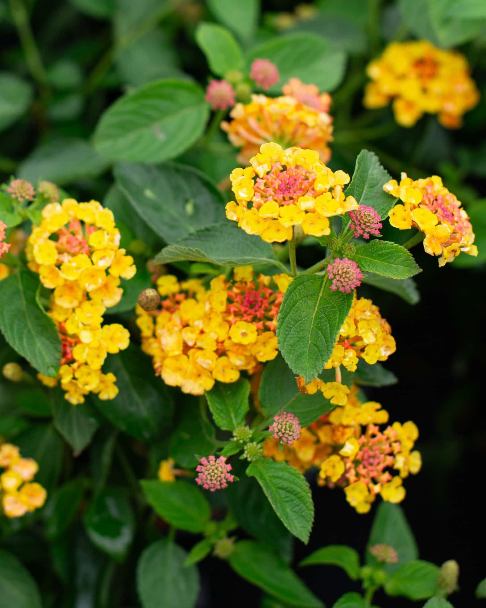 Landmark Citrus Lantana - Main Image