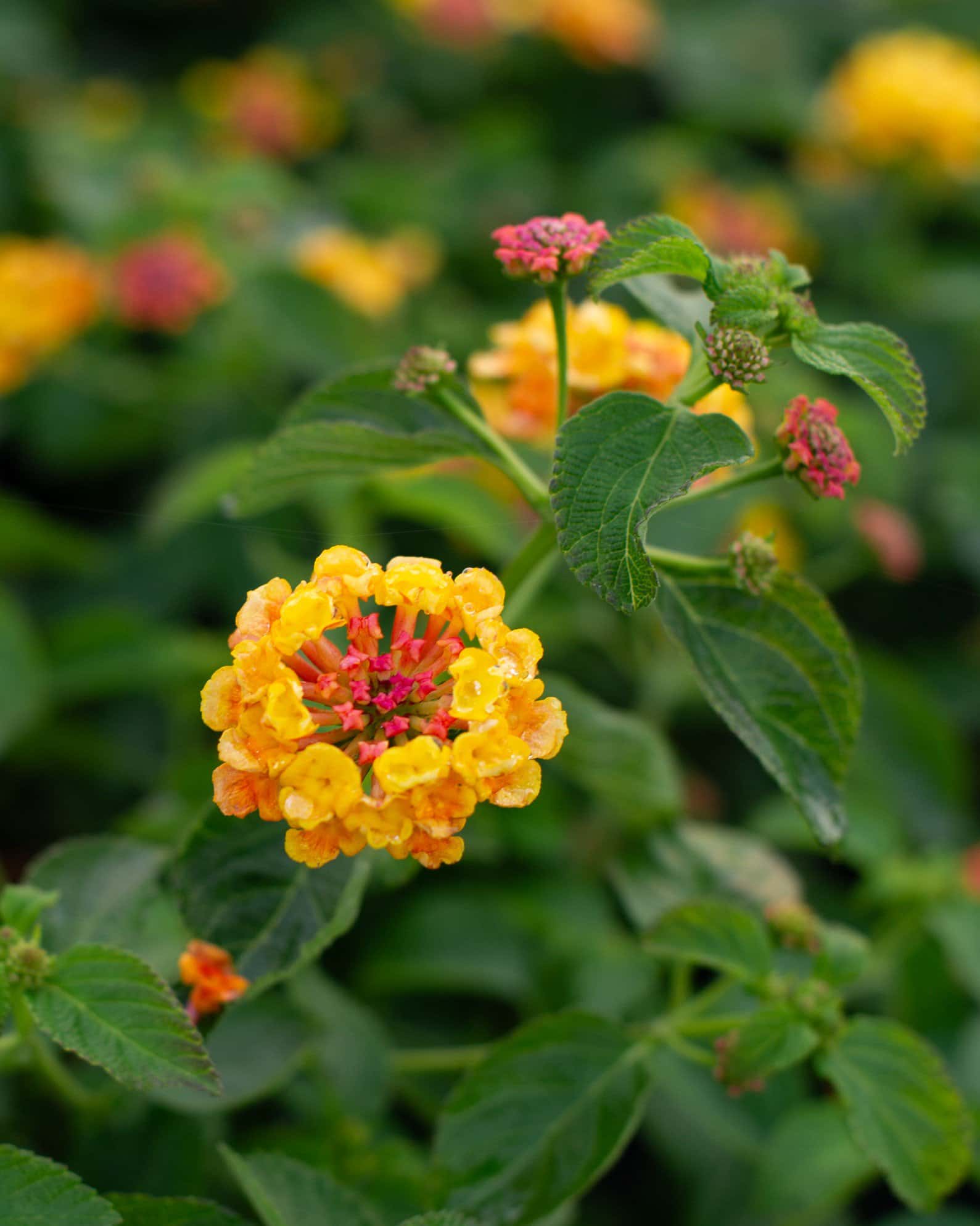 Landmark Citrus Lantana - Image 1