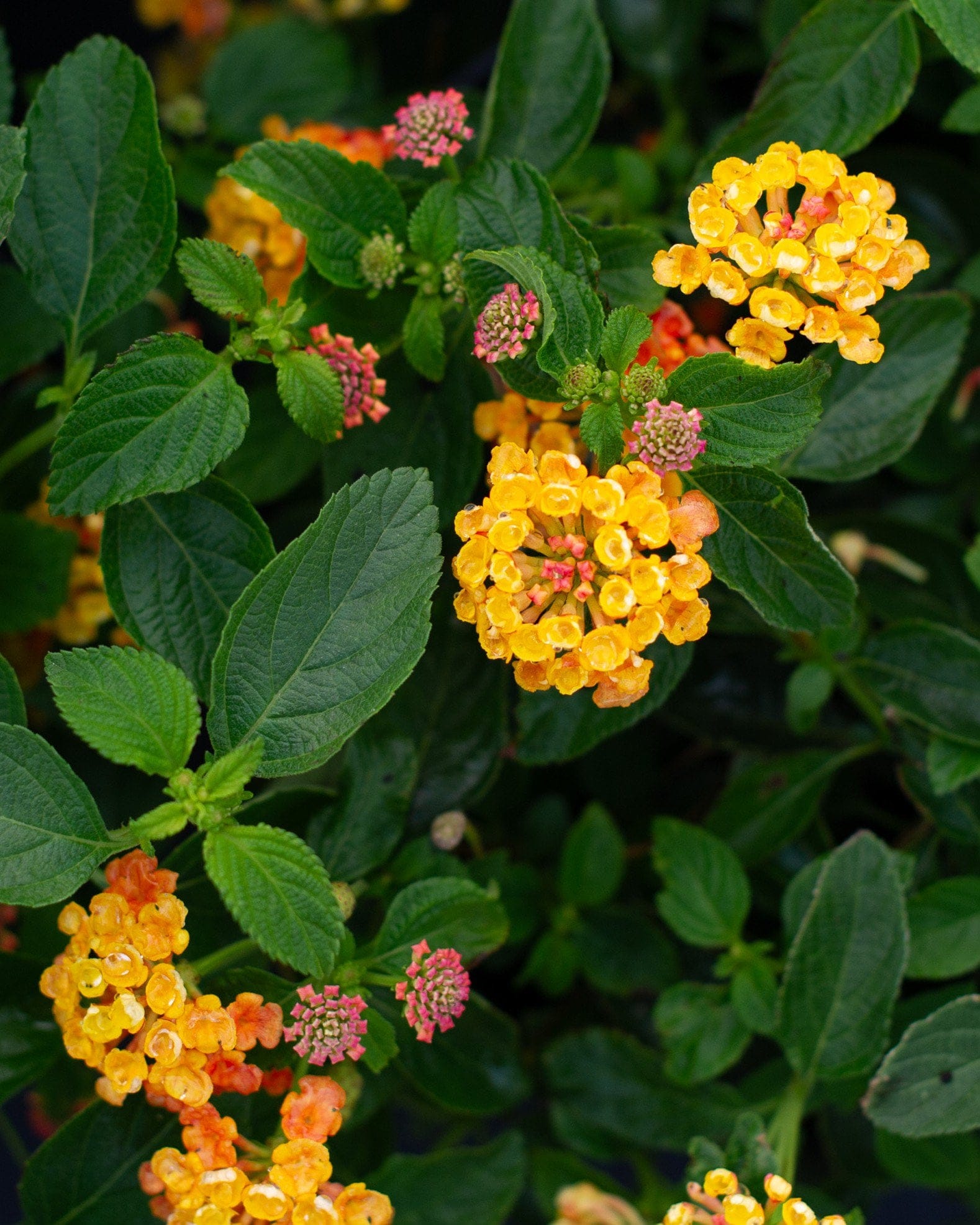 Landmark Citrus Lantana - view 3