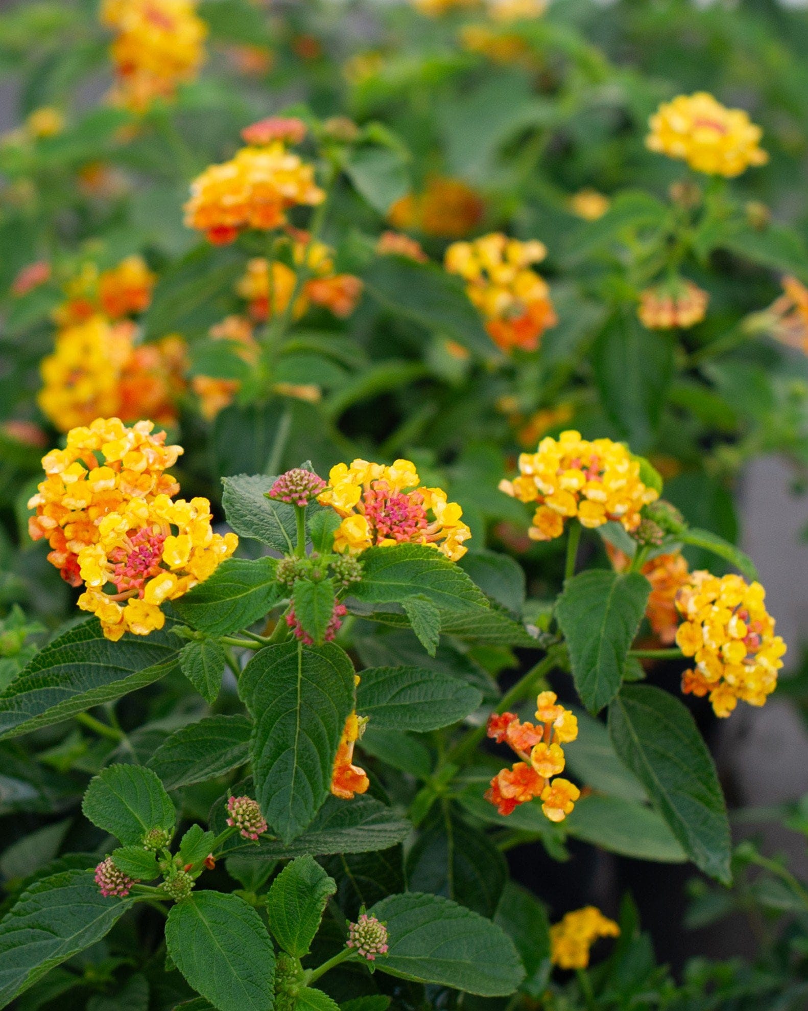 Landmark Citrus Lantana - view 4