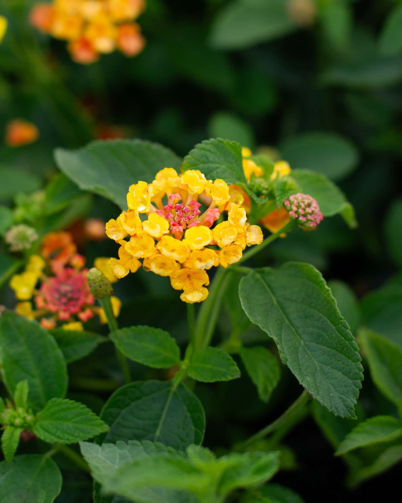 Landmark Citrus Lantana - Image 4