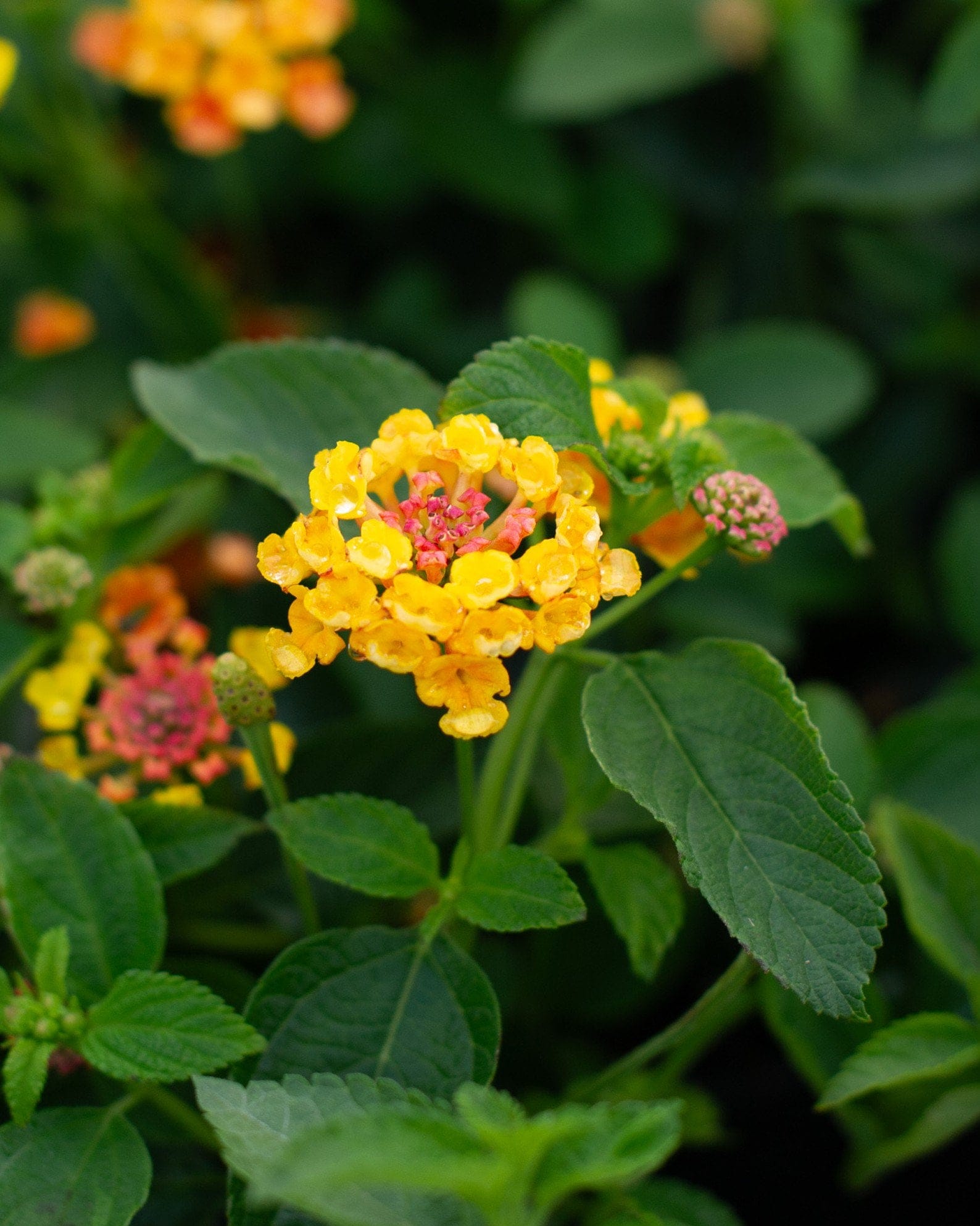 Landmark Citrus Lantana - view 5
