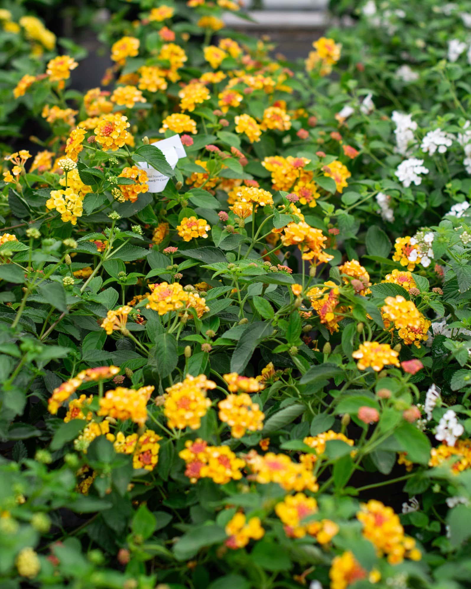 Landmark Citrus Lantana - Image 5