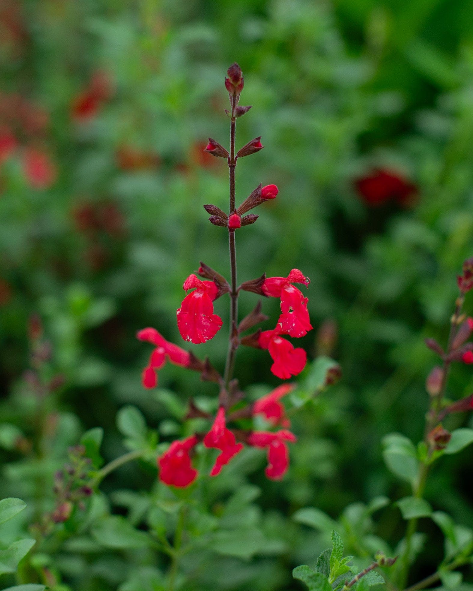 Lipstick Salvia Greggii