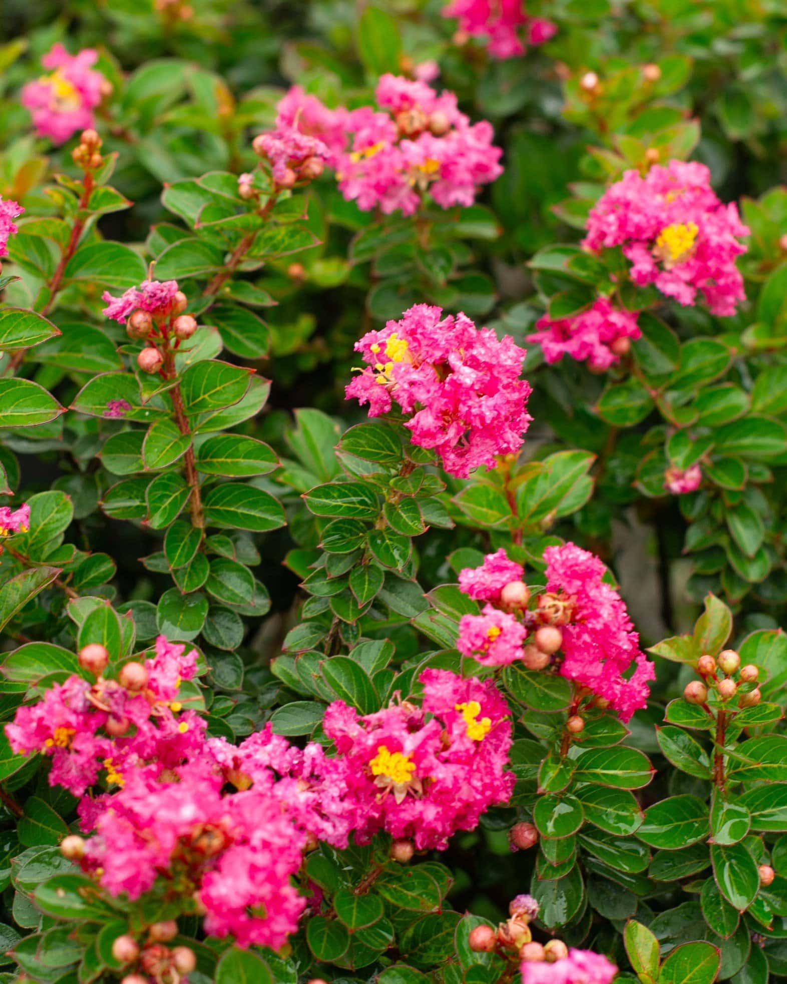 Pocomoke Crape Myrtle - Main Image