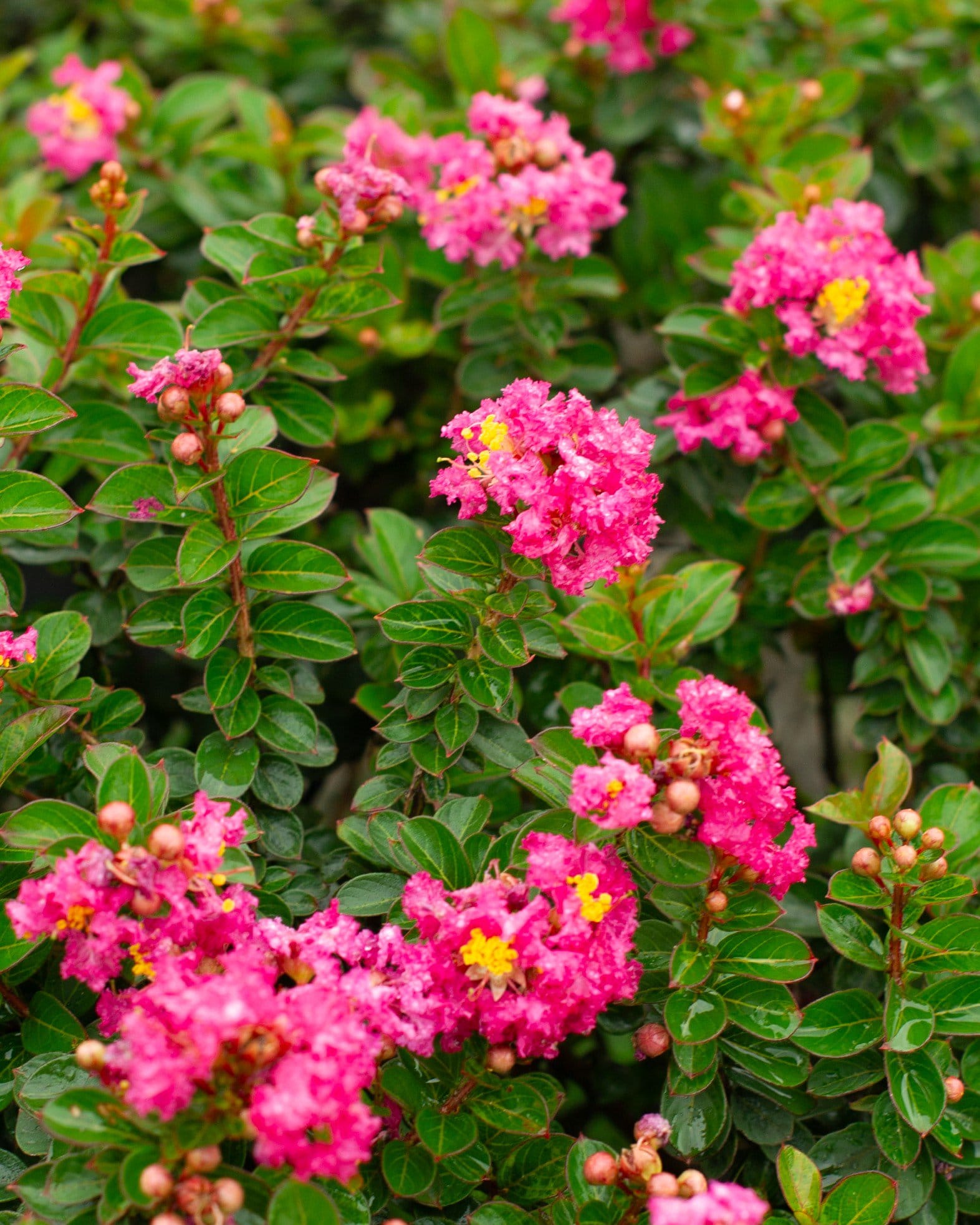 Pocomoke Crape Myrtle