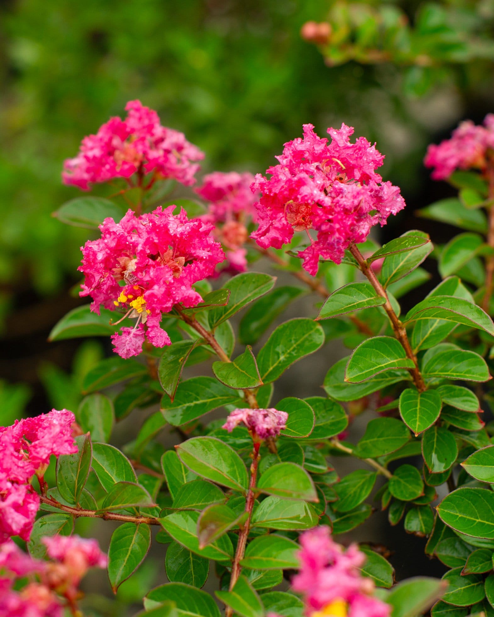 Pocomoke Crape Myrtle - view 2