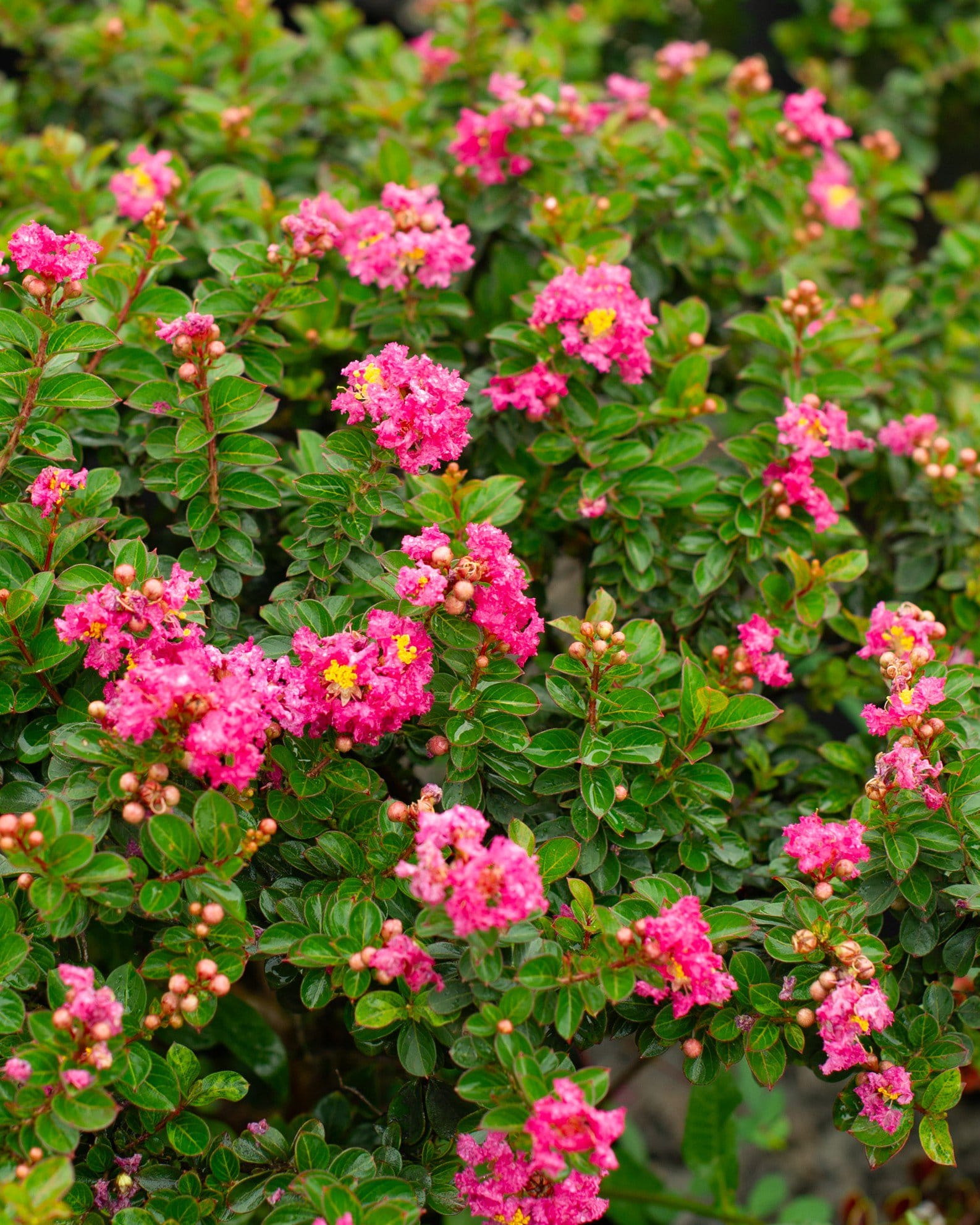Pocomoke Crape Myrtle - view 3