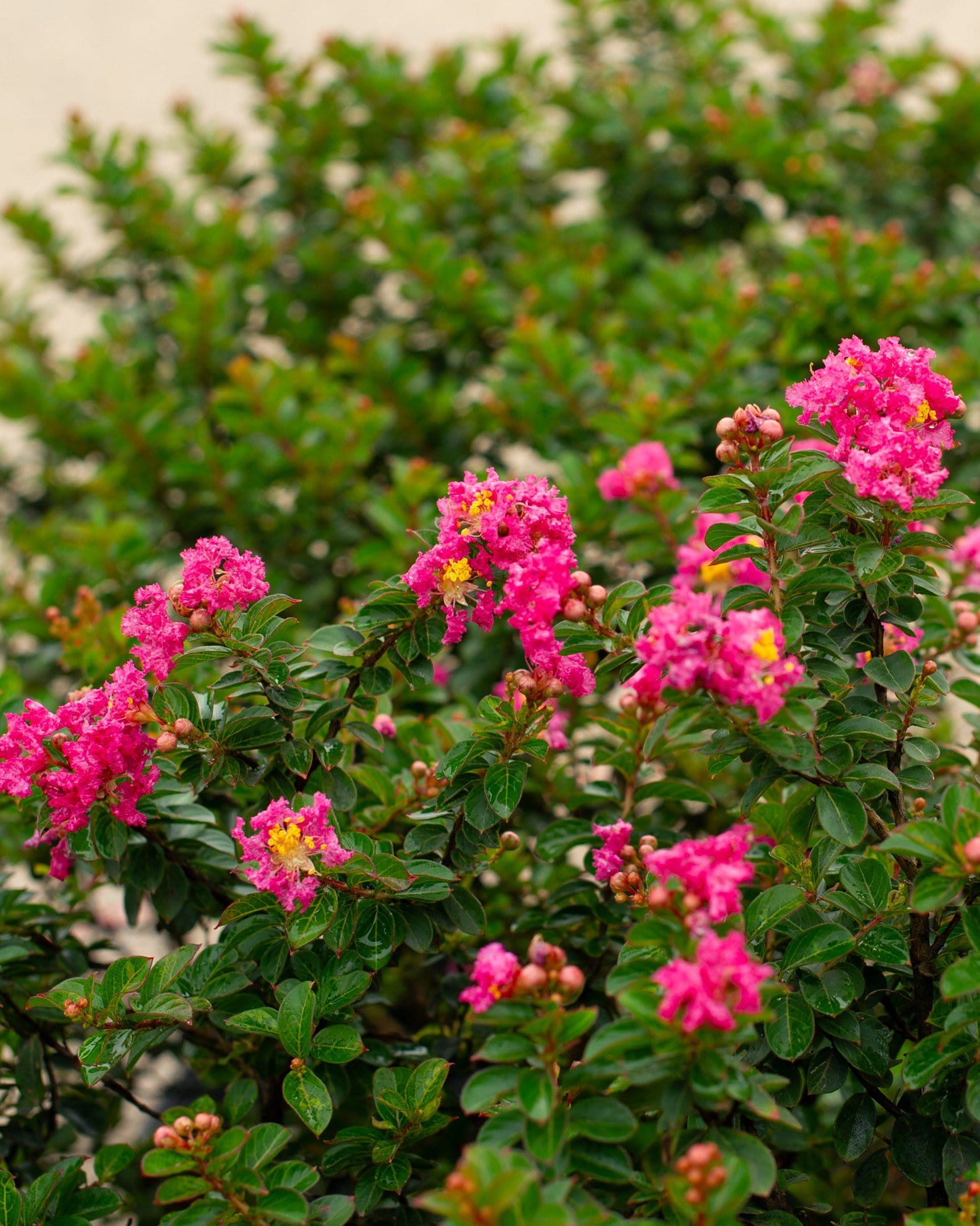 Pocomoke Crape Myrtle - view 4