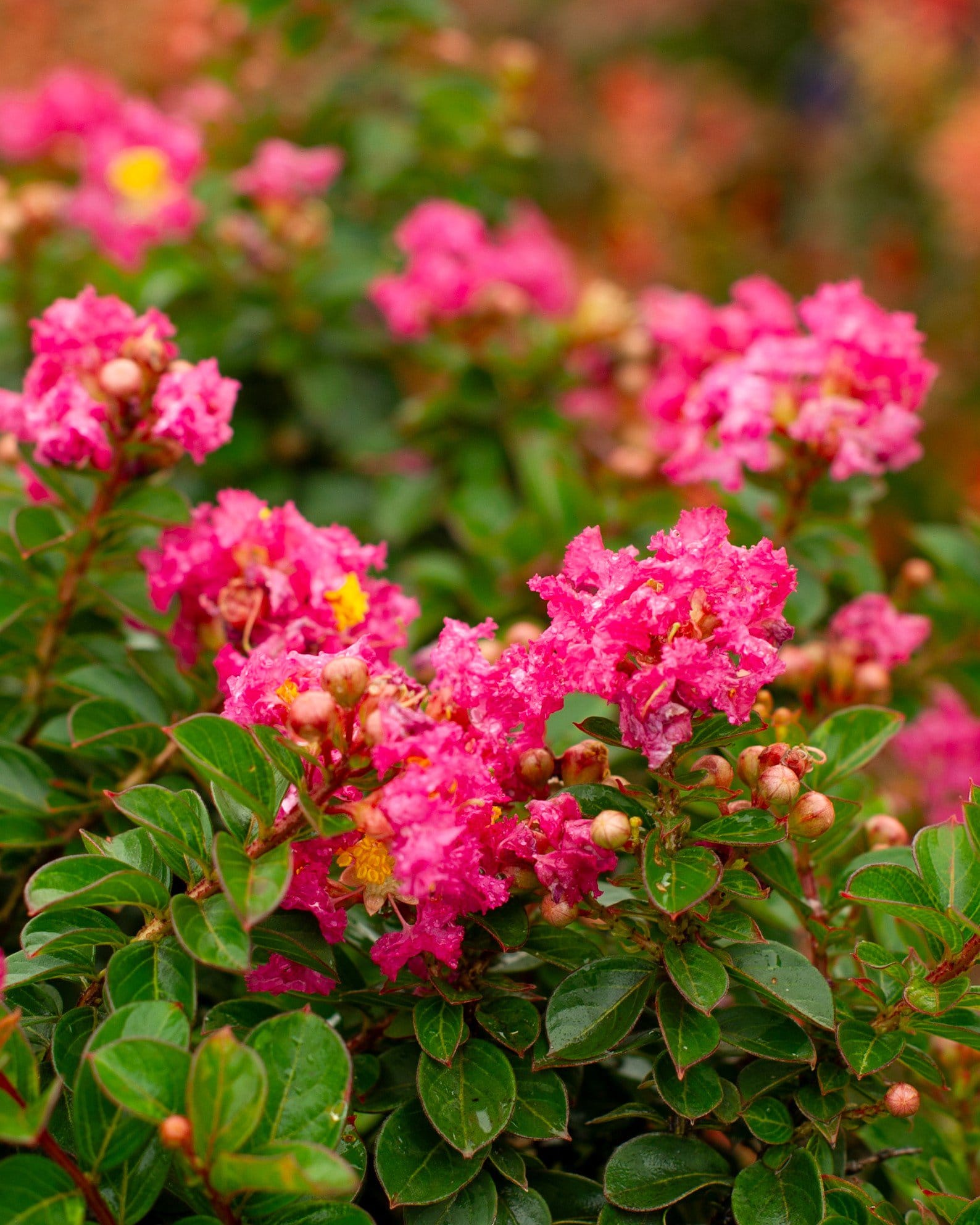 Pocomoke Crape Myrtle - view 5
