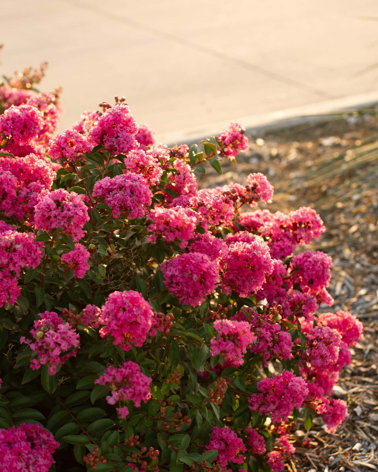 Pocomoke Crape Myrtle - Image 6