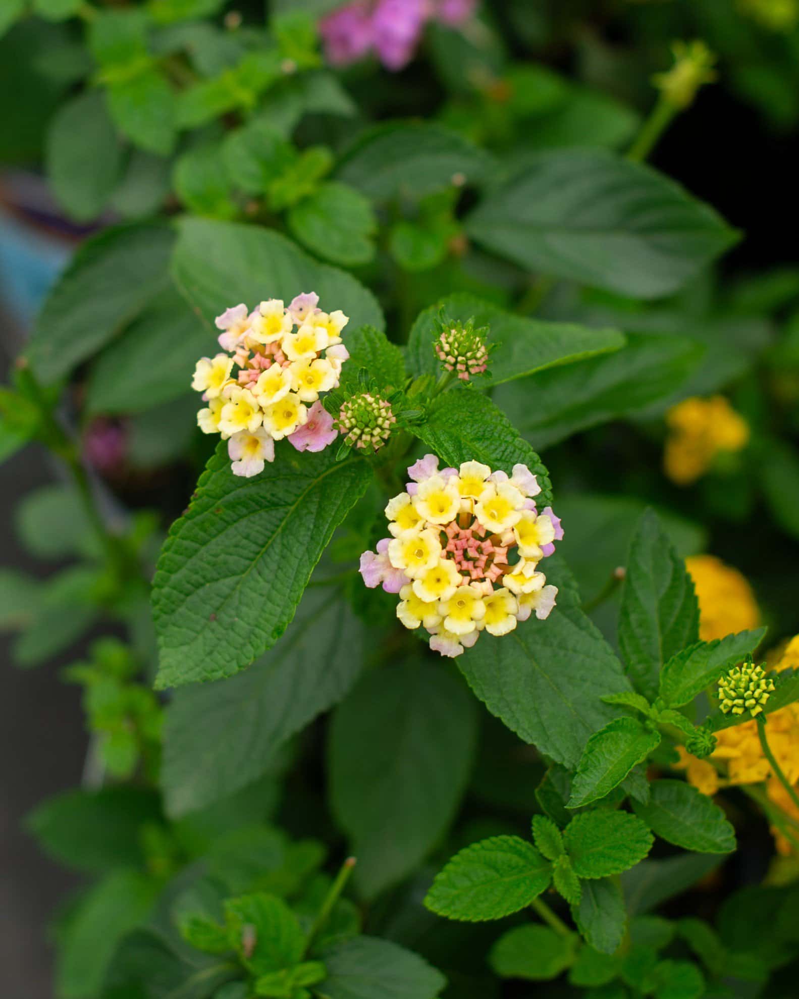 Lucky Lavender Lantana - Image 1