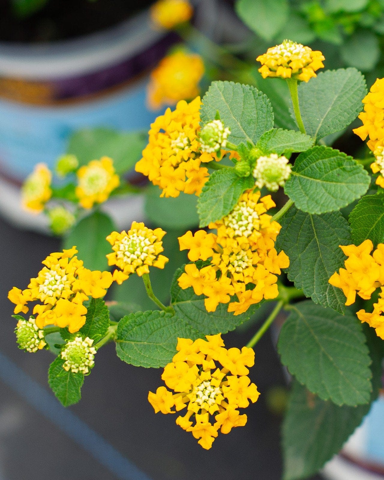 Lucky Pot of Gold Lantana