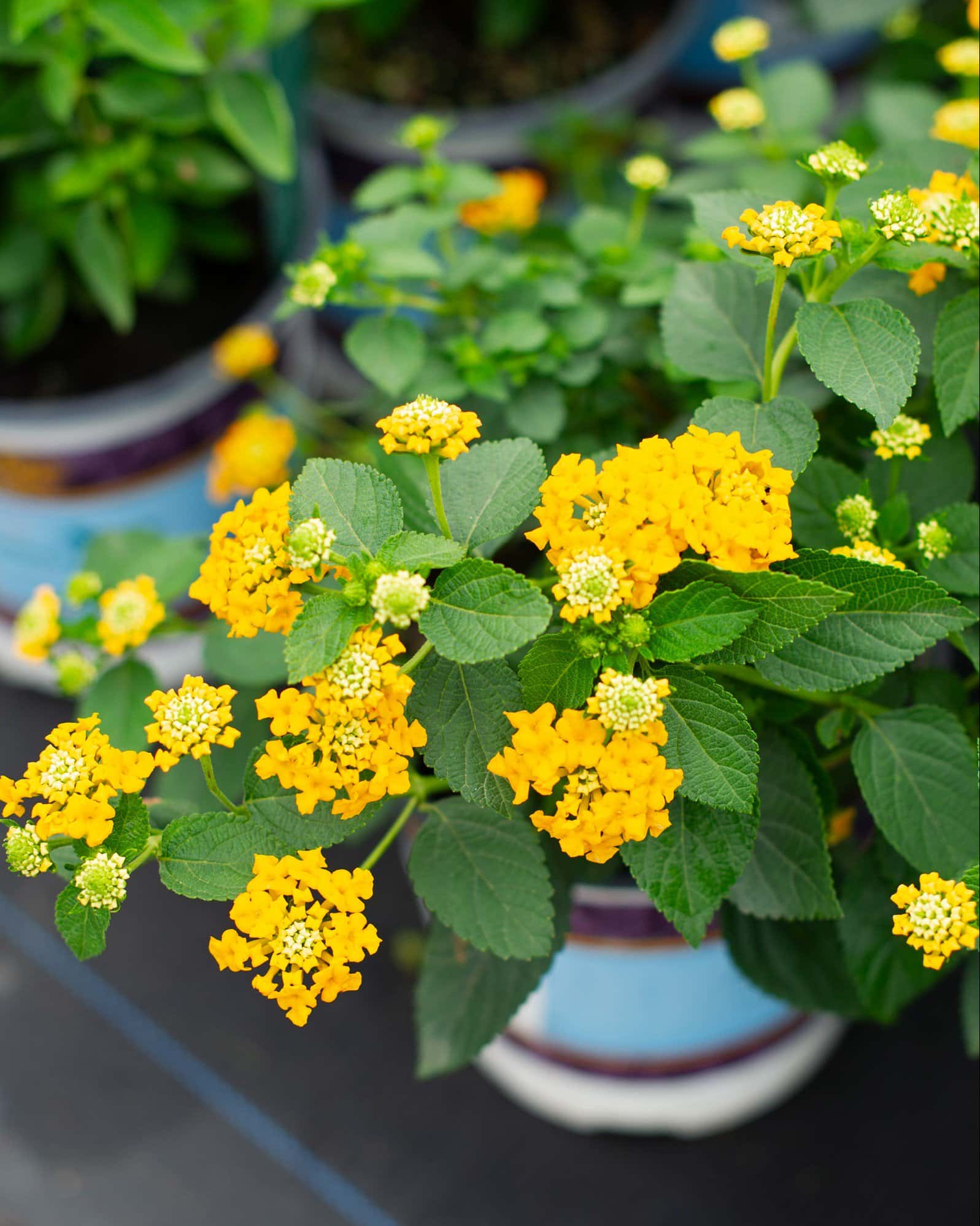 Lucky Pot of Gold Lantana - Image 1