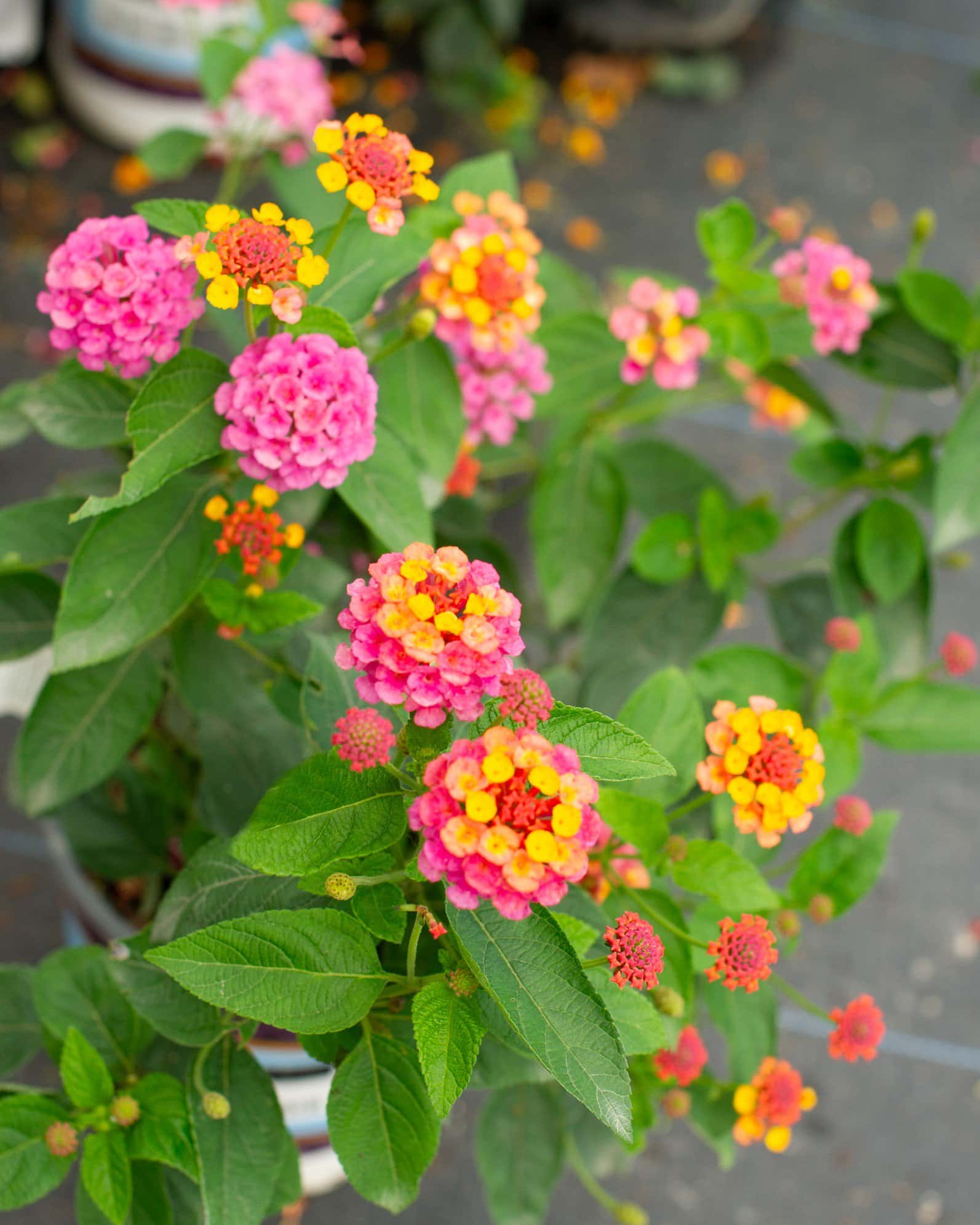 Lucky Sunrise Rose Lantana - Image 3