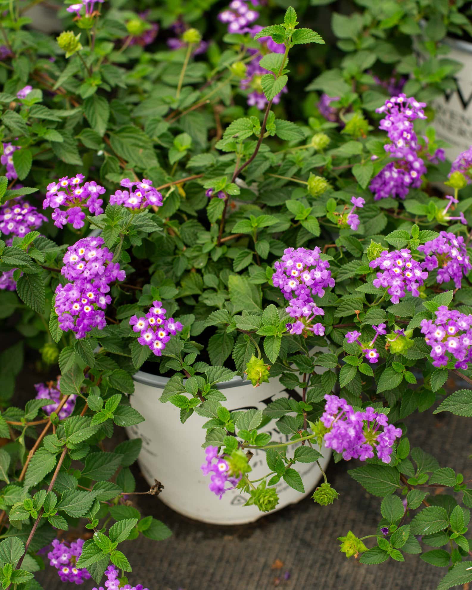 Luscious Grape Lantana - Image 1
