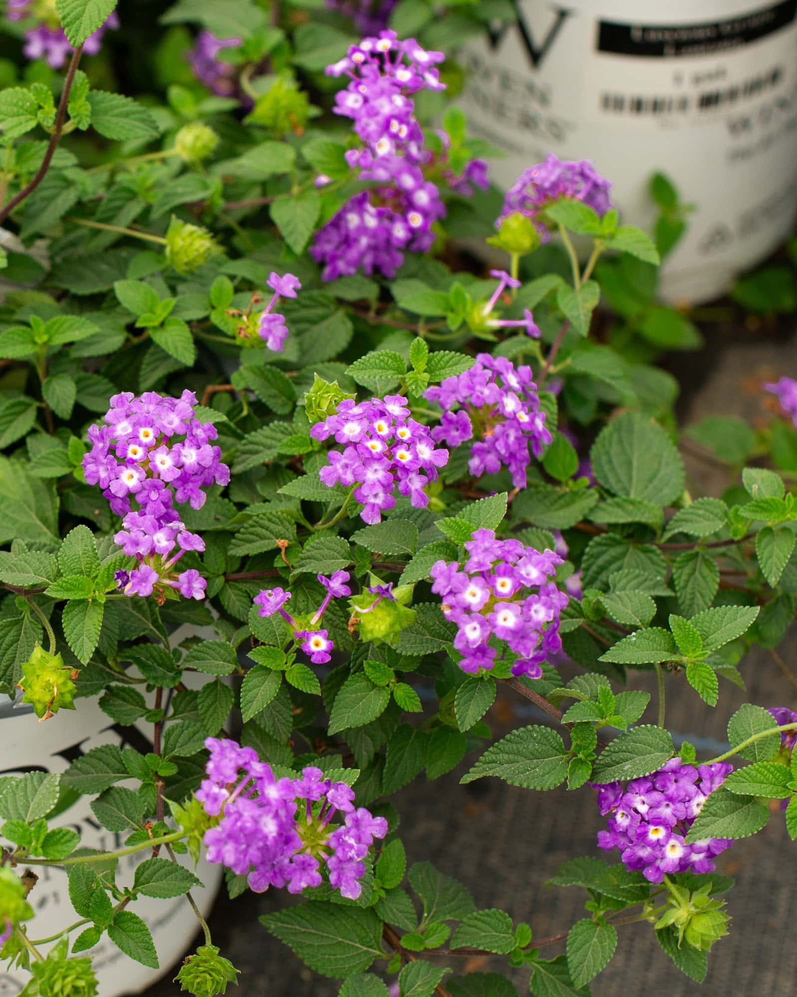 Luscious Grape Lantana - Image 3