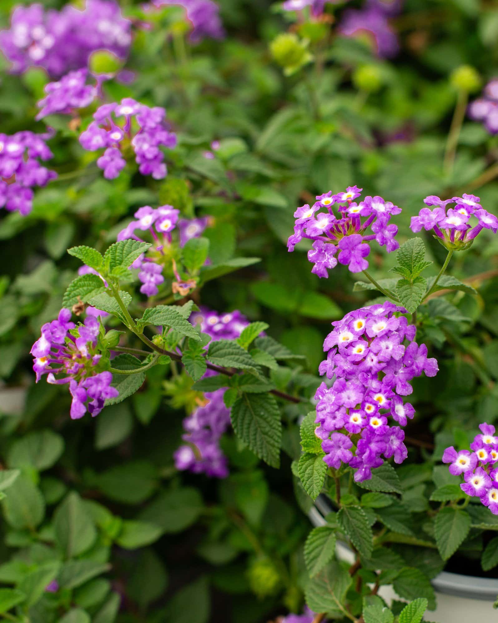 Luscious Grape Lantana - Image 4