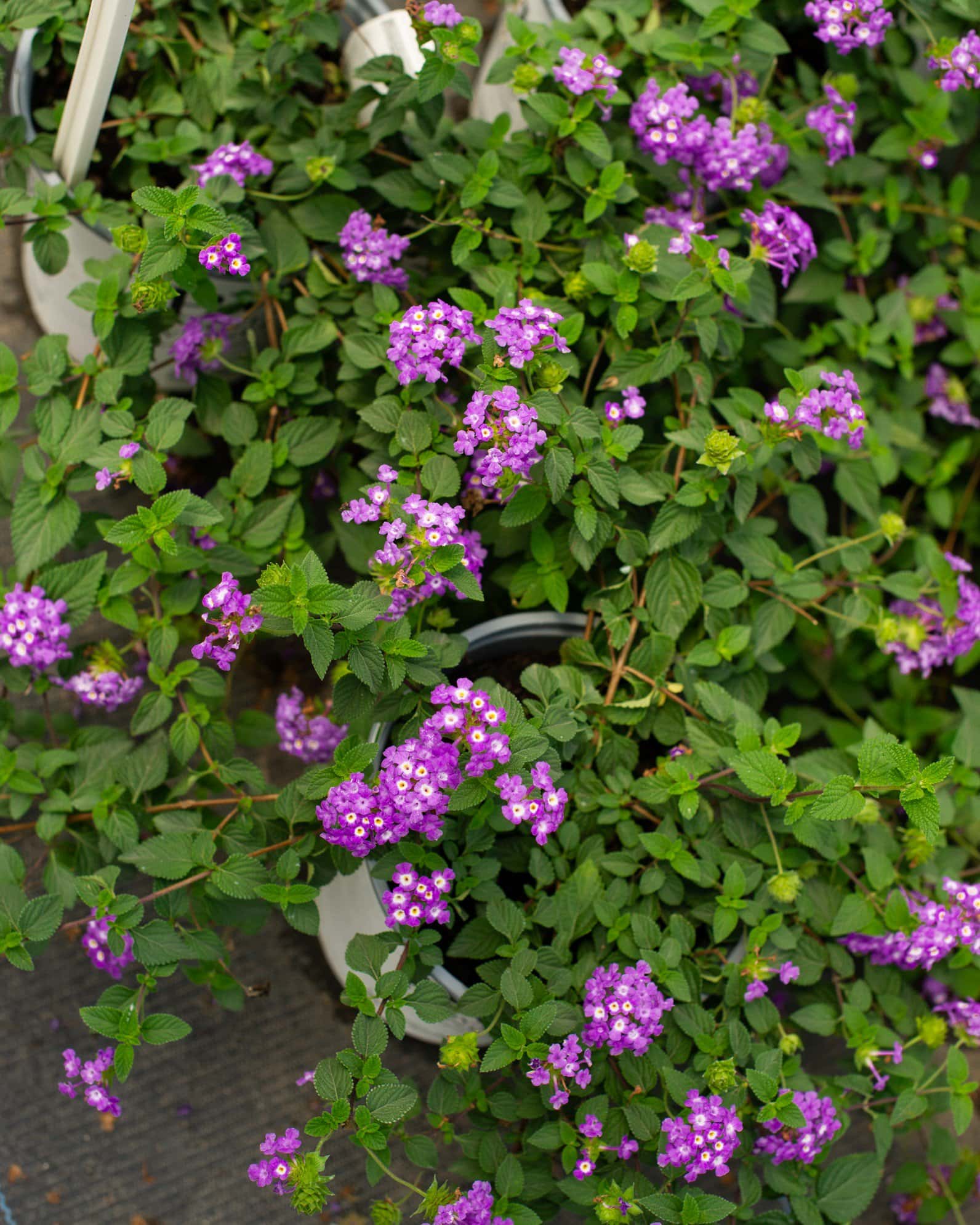 Luscious Grape Lantana - Image 5