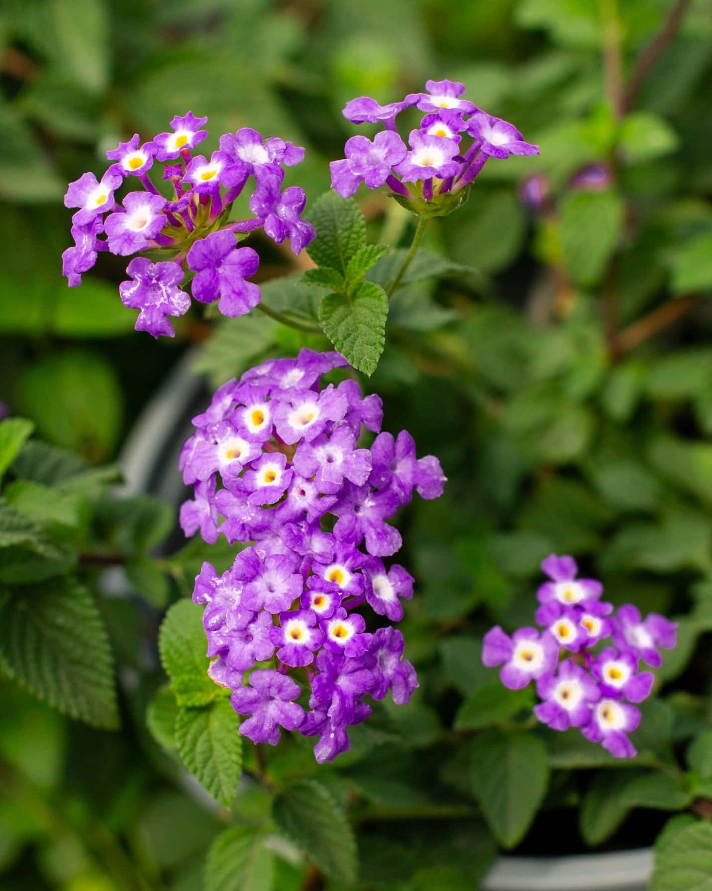 Luscious Grape Lantana - Image 6