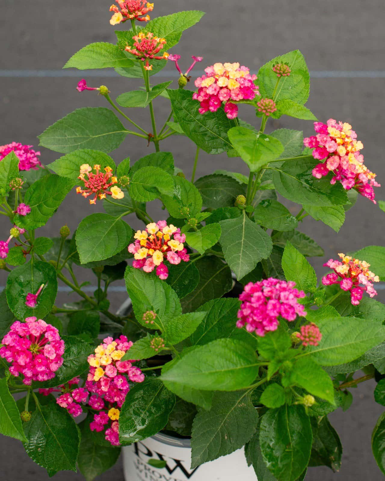 Luscious Royale Cosmo Lantana - Main Image