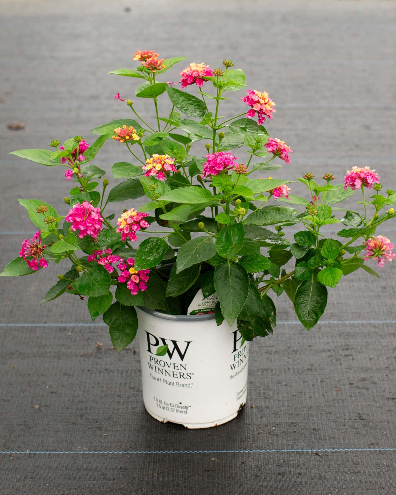 Luscious Royale Cosmo Lantana - Image 1